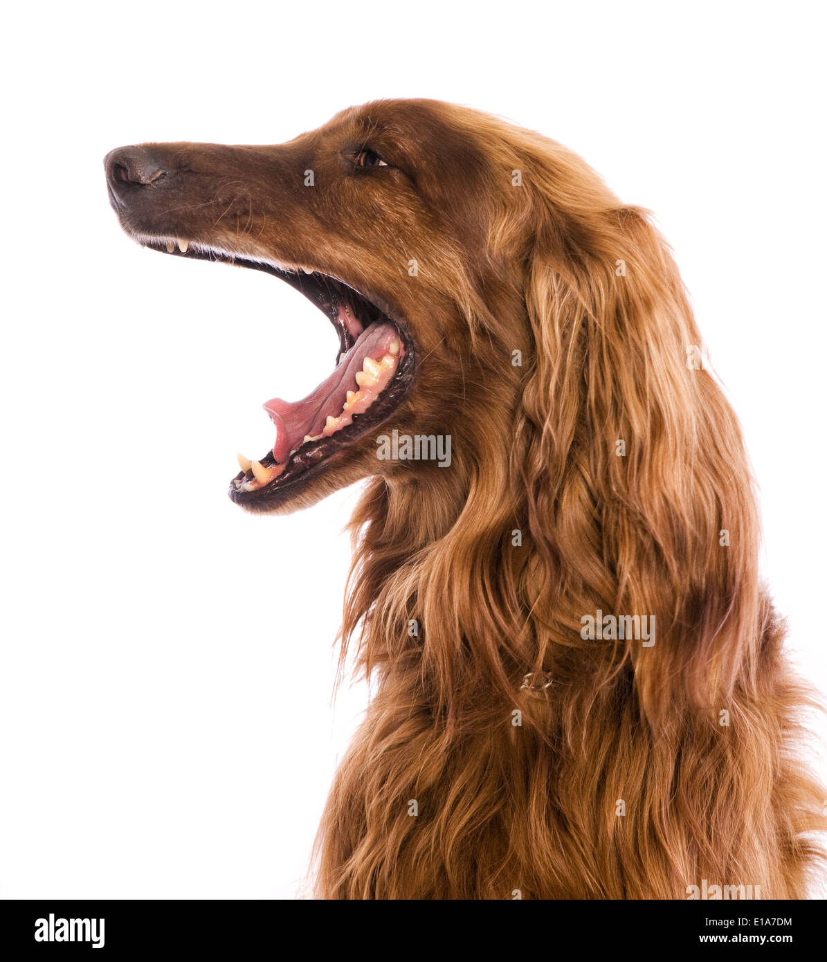 Irish Red Setter Hund Seite Kopf geschossen mit offenem Mund isoliert auf weiss Stockfoto