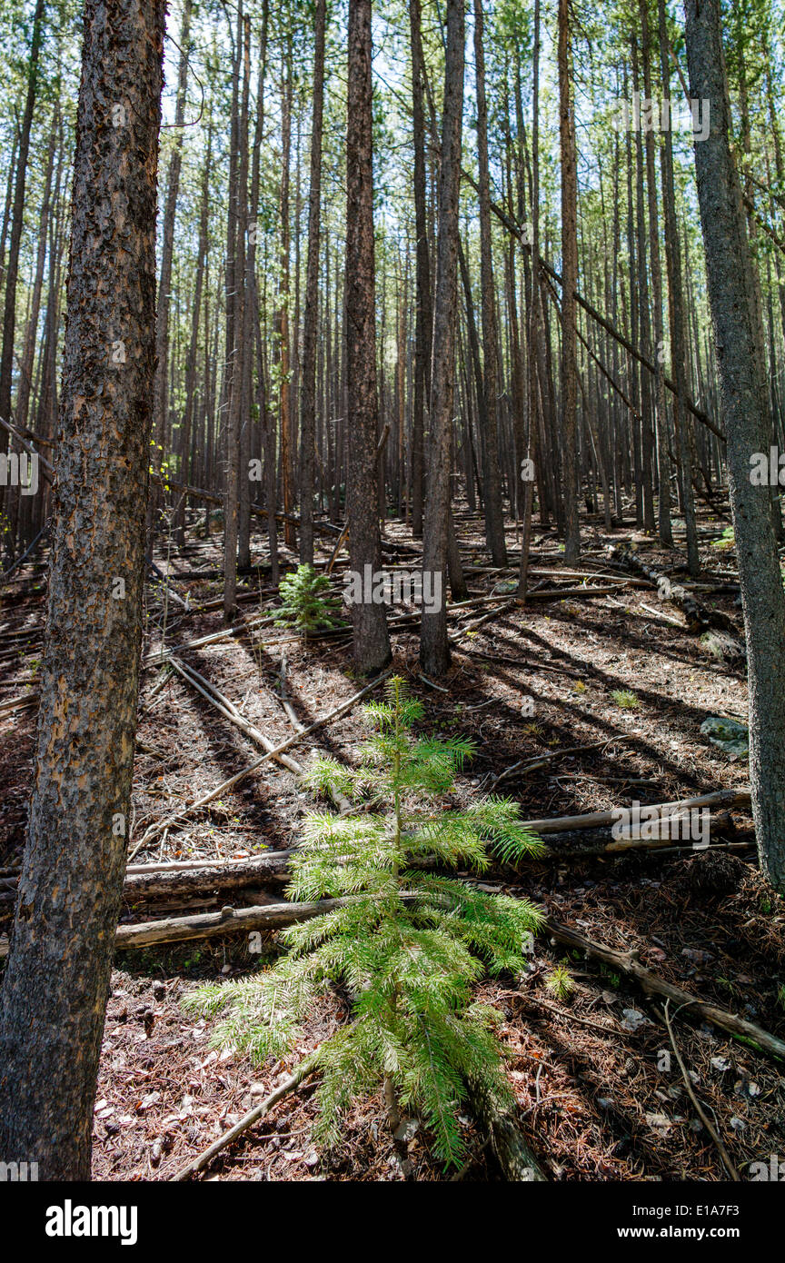 Hain der Kiefer Bäume, Bear Creek, Regenbogen-Trail, Colorado, USA Stockfoto