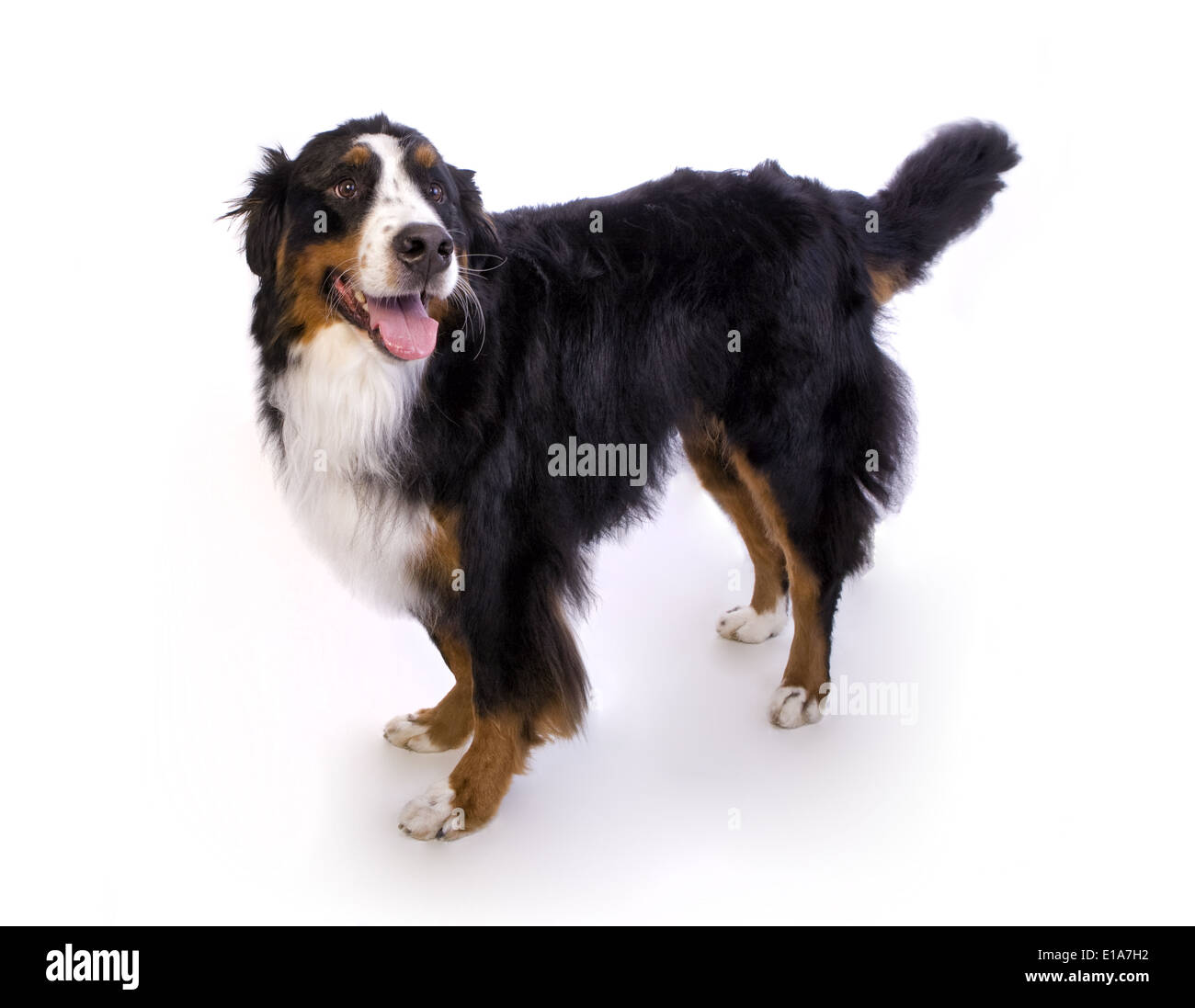 Happy Berner Berg Hund stehend isoliert auf weißem Hintergrund Stockfoto