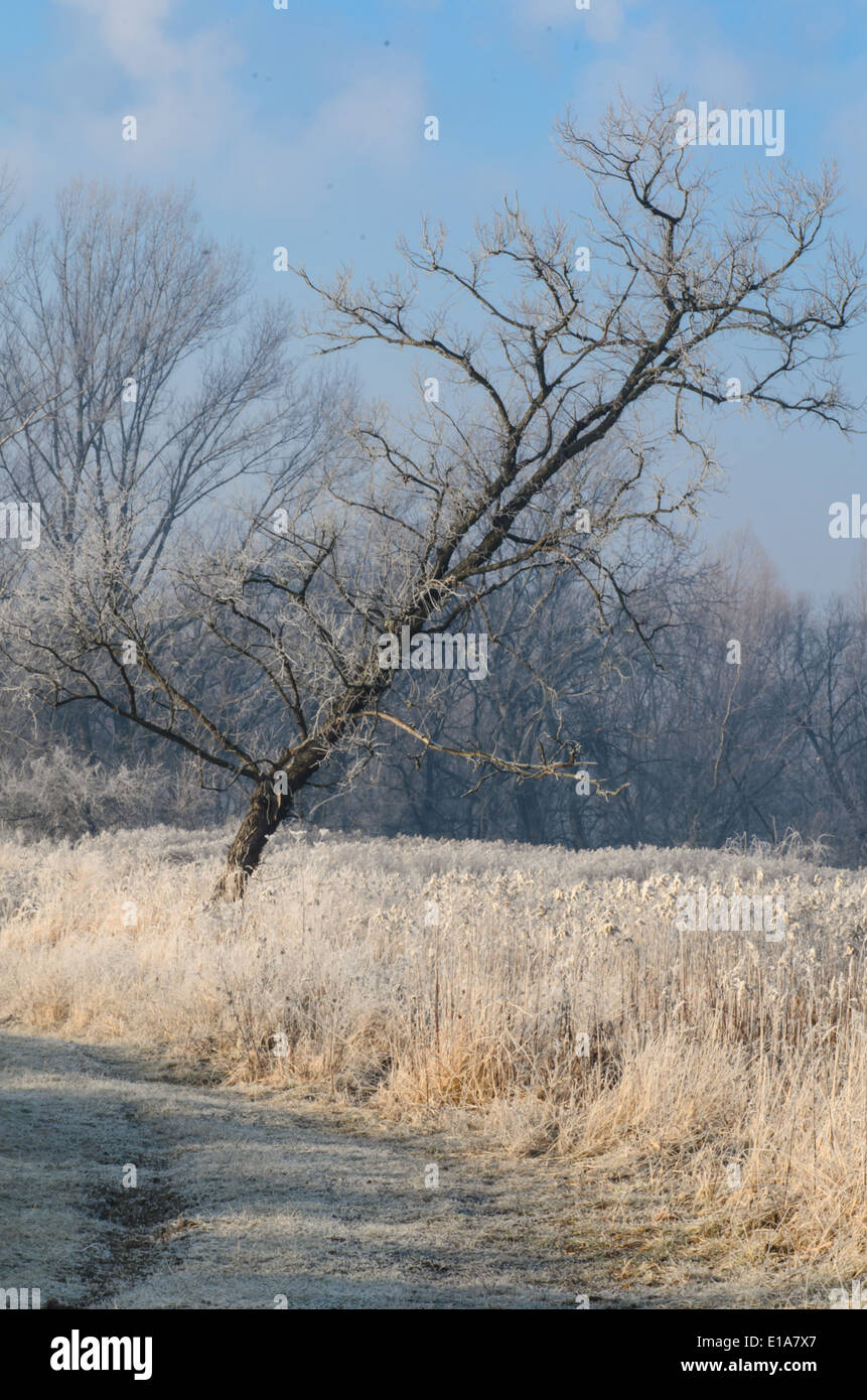 Wintermorgen Landschaft mit Baum Stockfoto