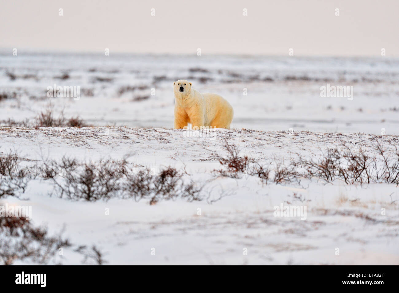 Eisbär (Ursus maritimus) Wapusk National Park, Cape Churchill Manitoba Kanada Stockfoto