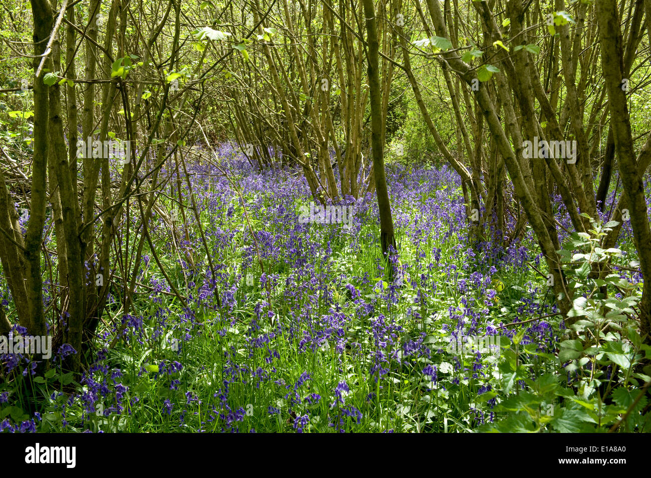 Glockenblumen, Hyacinthoides non-Scripta, im Hasel Waldgebiet auf der Berkshire Downs im Frühjahr blühen Stockfoto