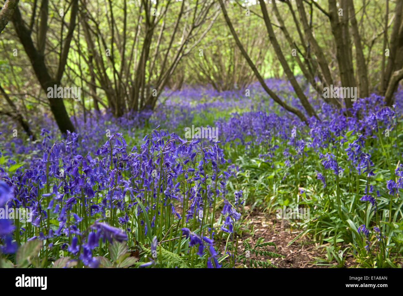 Glockenblumen, Hyacinthoides non-Scripta, im Hasel Waldgebiet auf der Berkshire Downs im Frühjahr blühen Stockfoto