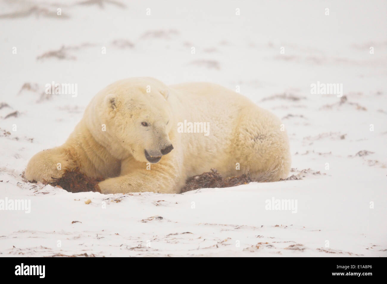 Eisbär (Ursus maritimus) Wapusk National Park, Cape Churchill Manitoba Kanada Stockfoto