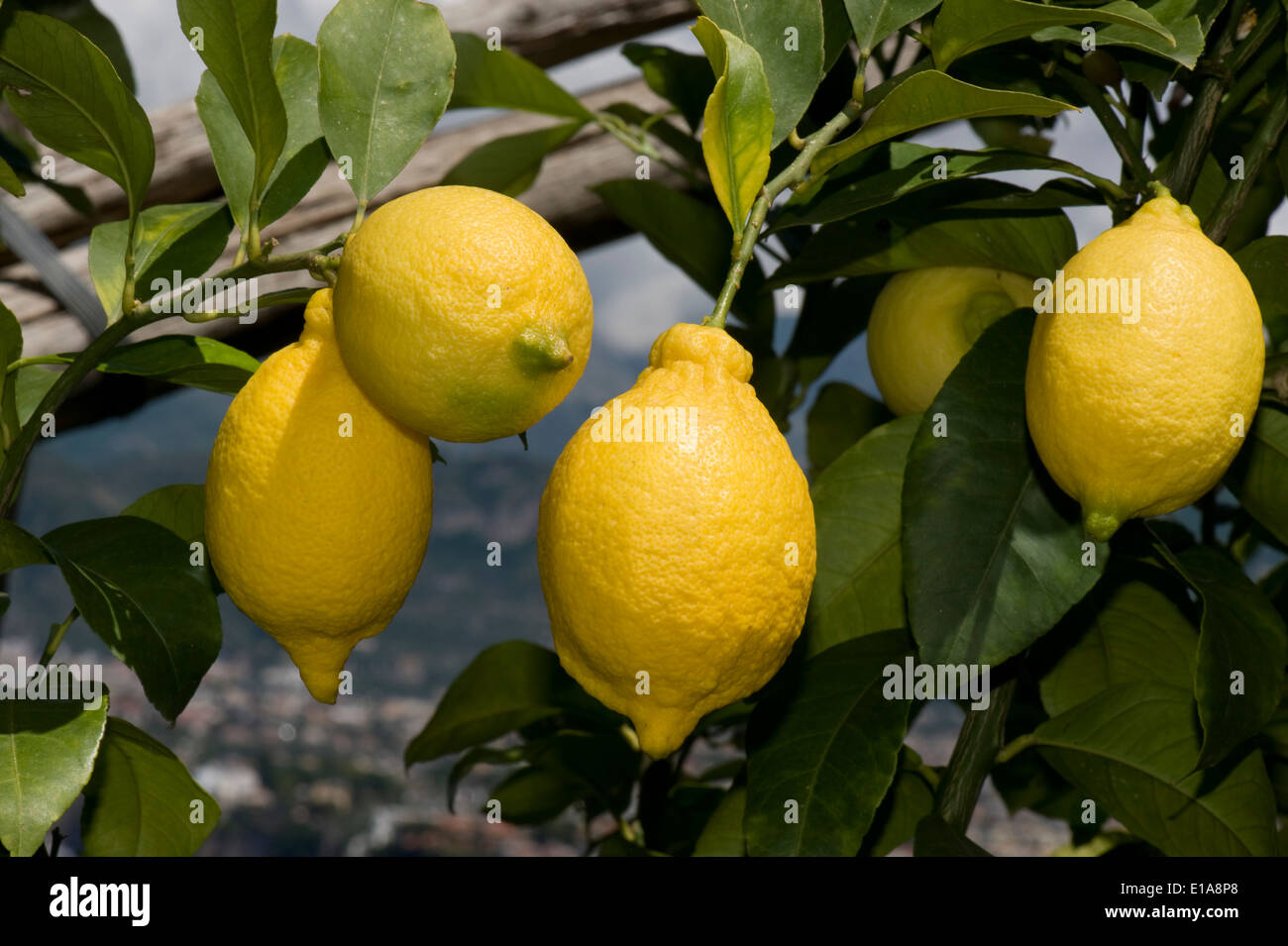 Reife Zitronen am Baum in der Nähe von Sorrent und die Bucht von Neapel in Italien Stockfoto