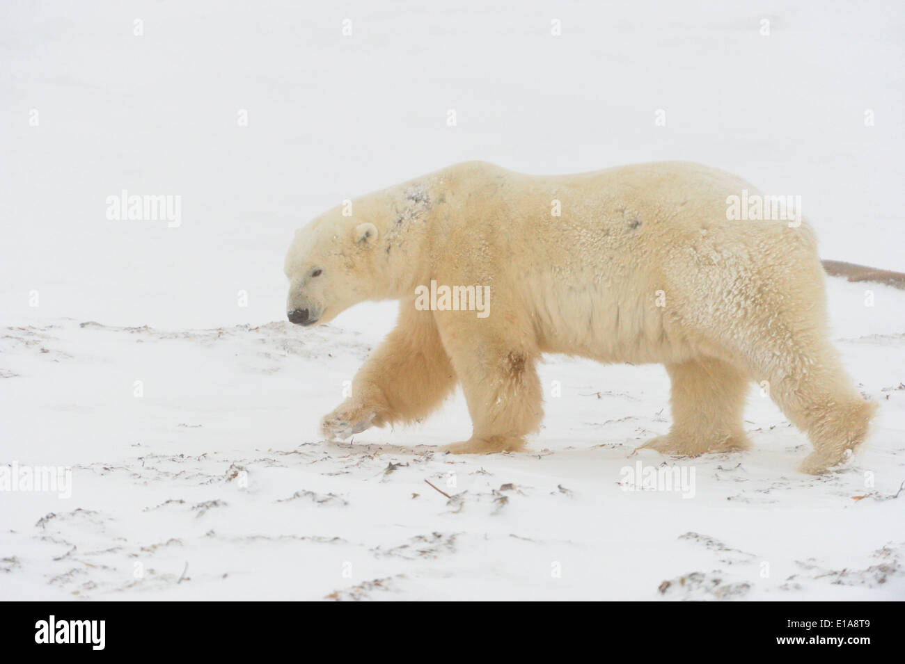 Eisbär (Ursus maritimus) Wapusk National Park, Cape Churchill Manitoba Kanada Stockfoto