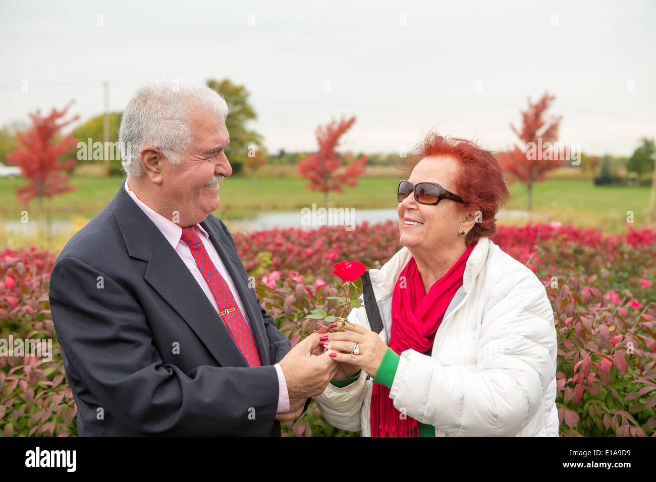 Romantischer Blick auf einander mit Liebe und Leidenschaft, während sie eine Rosenblüte von ihm empfängt Senioren Stockfoto