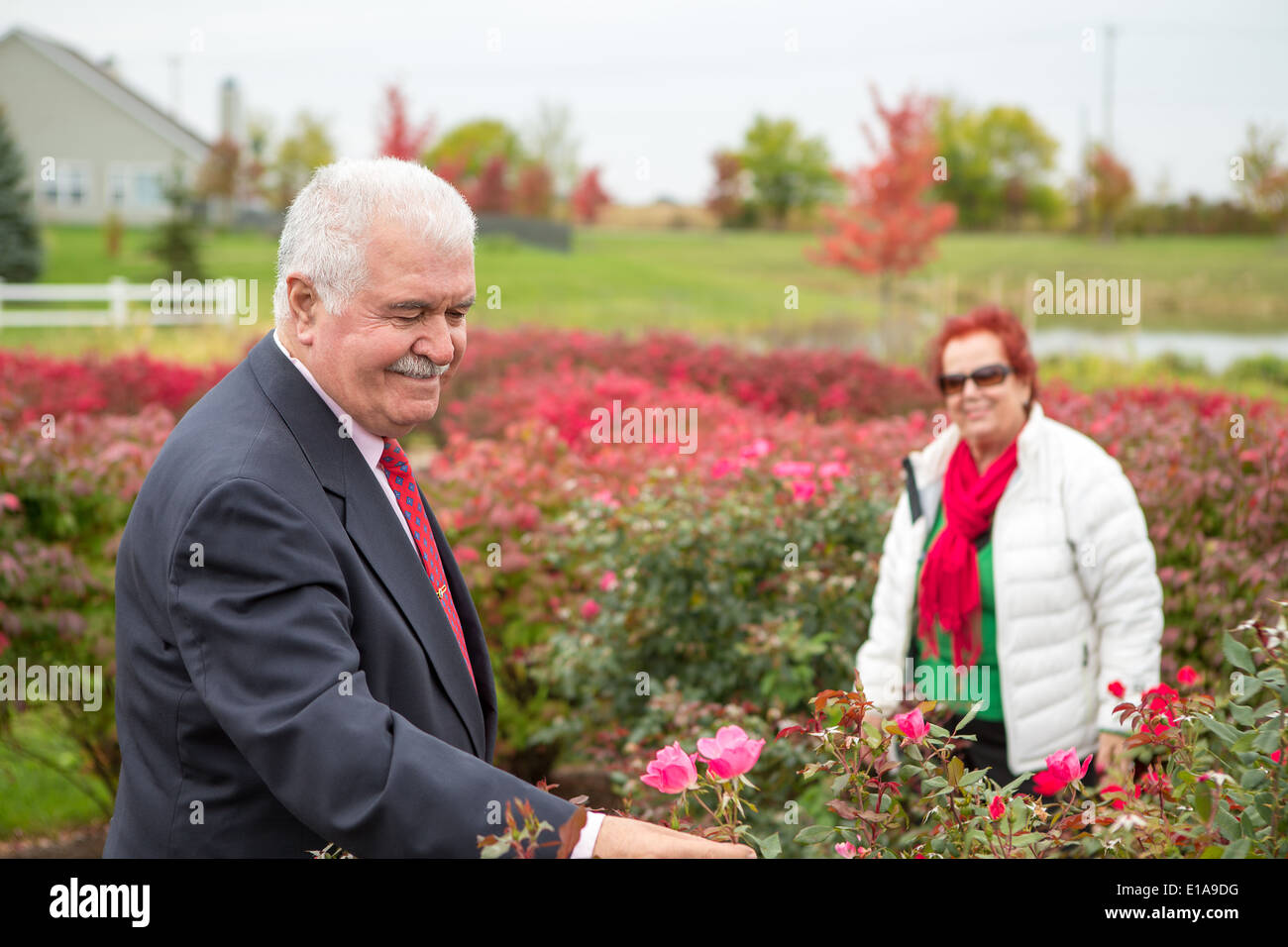 Romantische Senior auf der Suche für eine perfekte für seine Frau Rose, trägt sie weihnachtlichen Farben Stockfoto