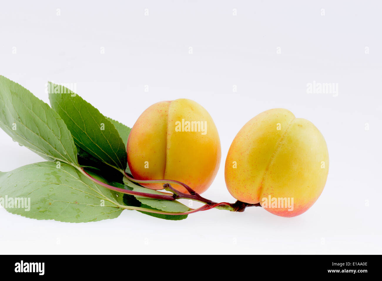 Reife Aprikosen auf weißem Hintergrund Stockfoto