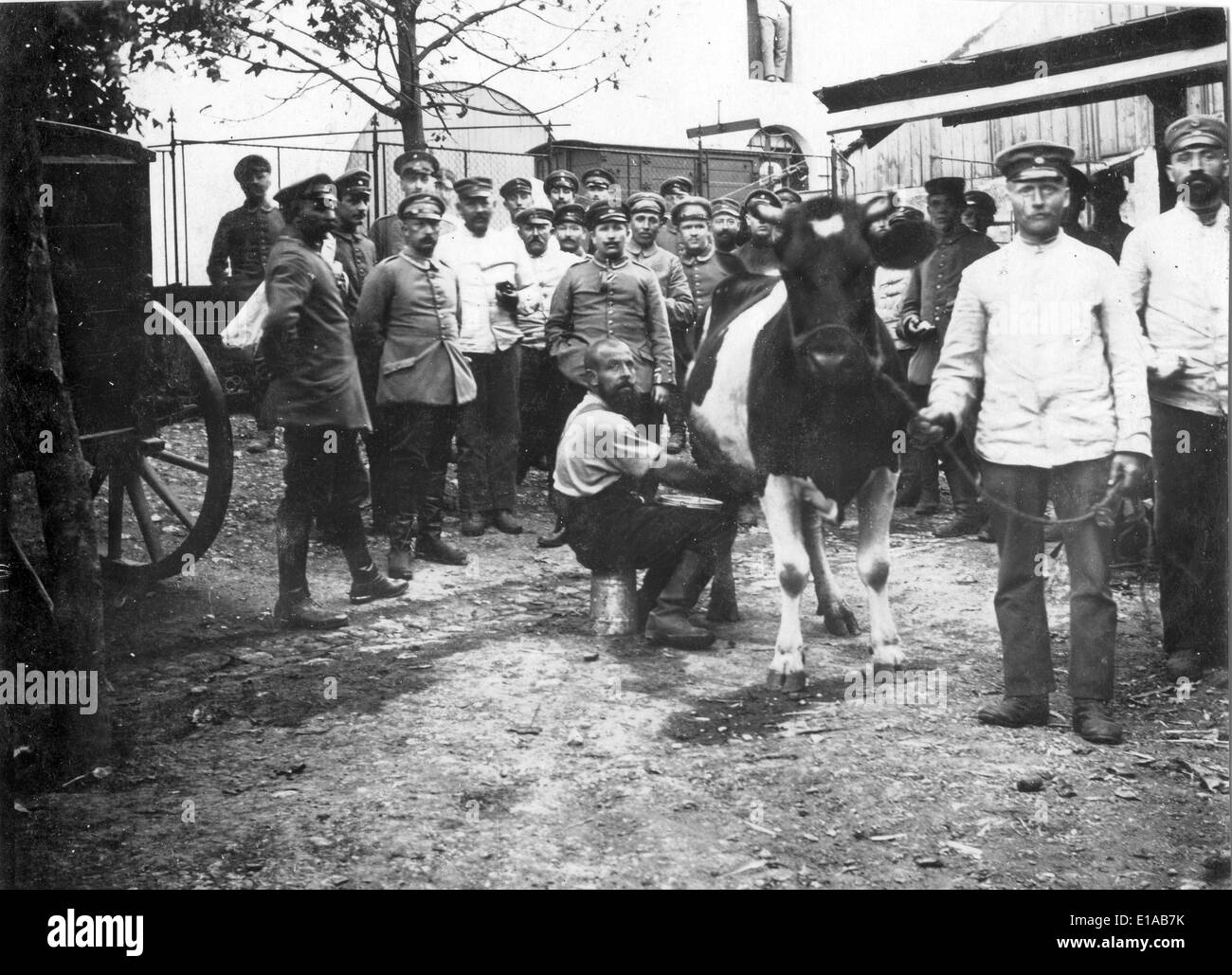 1. Weltkrieg deutsche Soldaten dienstfrei Melken Kuh Frankreich WW1 1916 Stockfoto