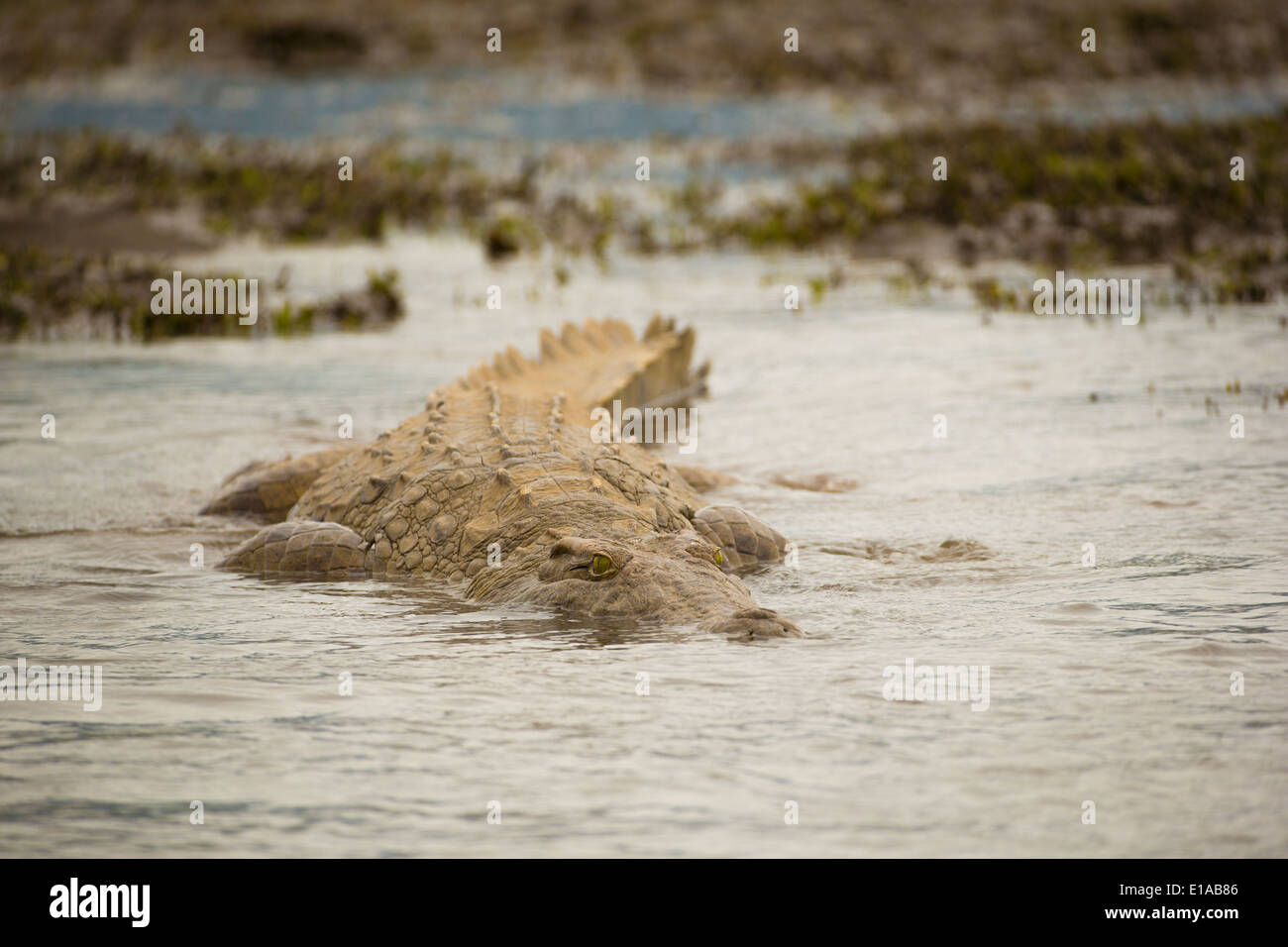 Nil-Krokodil (Crocodylus Niloticus) schwimmen in Richtung der Kamera Stockfoto