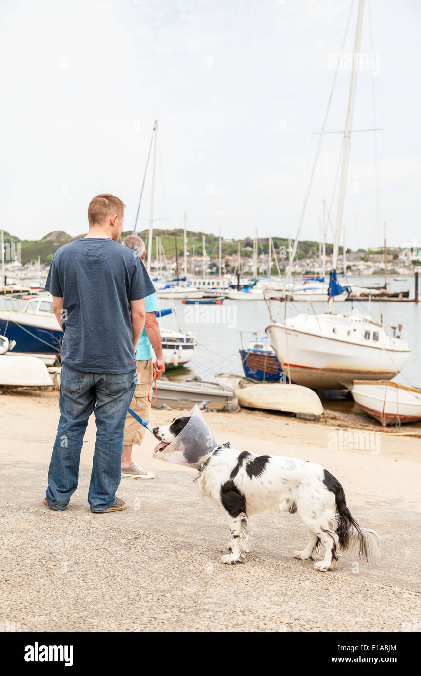 Junger Mann, Blick auf den Blick aufs Meer mit Springer Spaniel Hund an der Leine, tragen einen Kegel für Kratzschutz. Conway Quay. Stockfoto