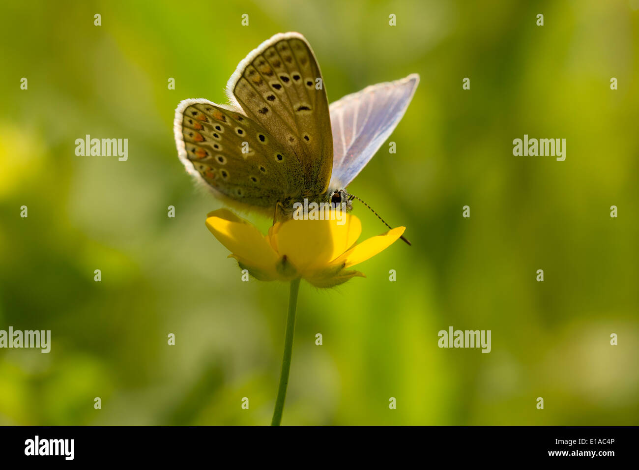 Gemeinsame blaue Schmetterling Fütterung Nektar aus einer Butterblume Blume Stockfoto