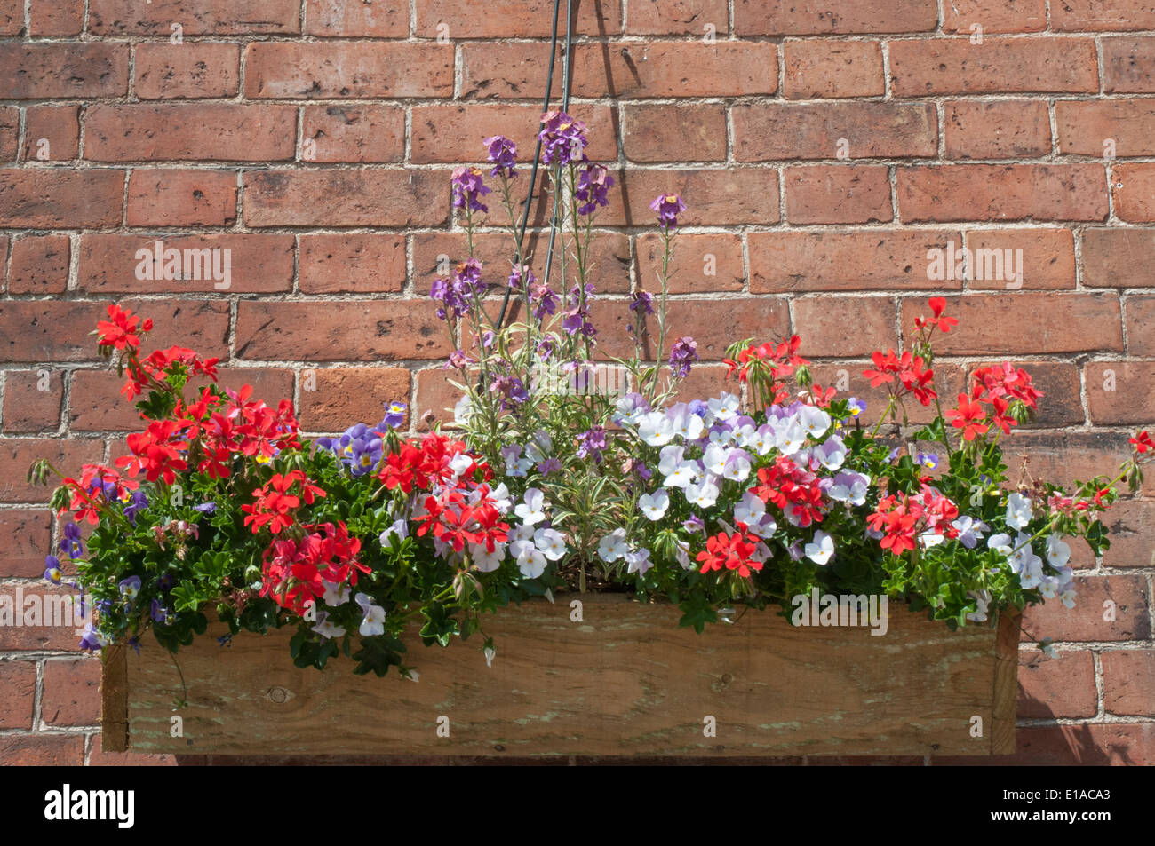 Blumenampel Geranien an Upton-auf-Severn, Worcestershire, England Stockfoto
