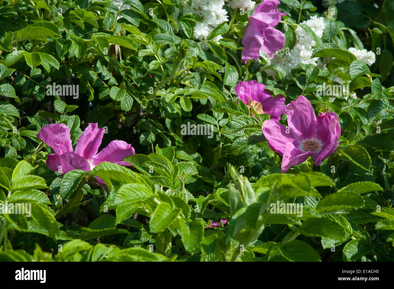 Wilde Rosen, Rosa Canina wächst in eine Hecke in den englischen Midlands Stockfoto