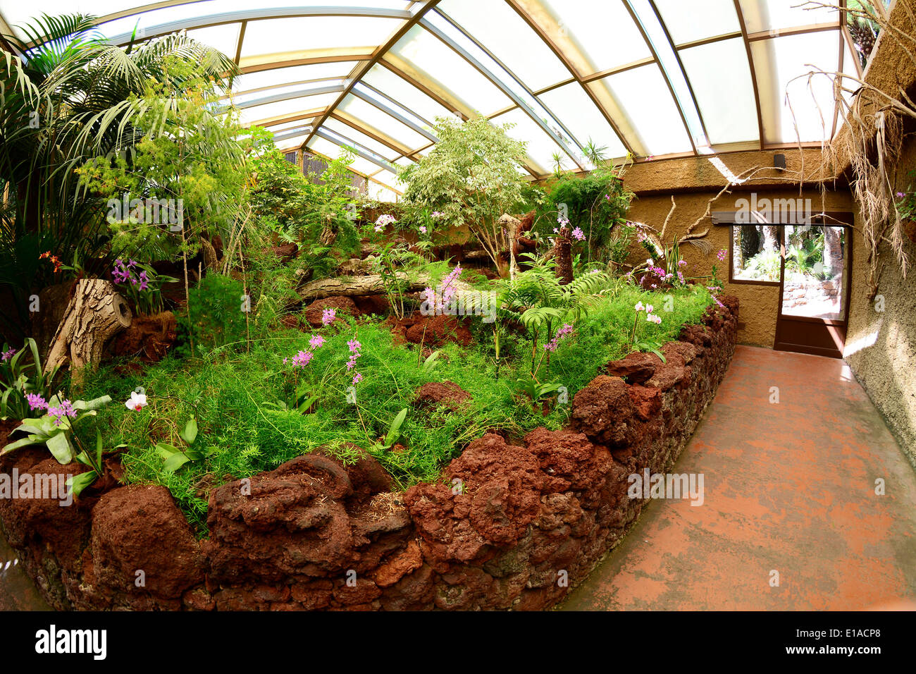 Innere des ornamentalen Orchideengewächshaus mit Fenstern und Sonnenlicht. Stockfoto