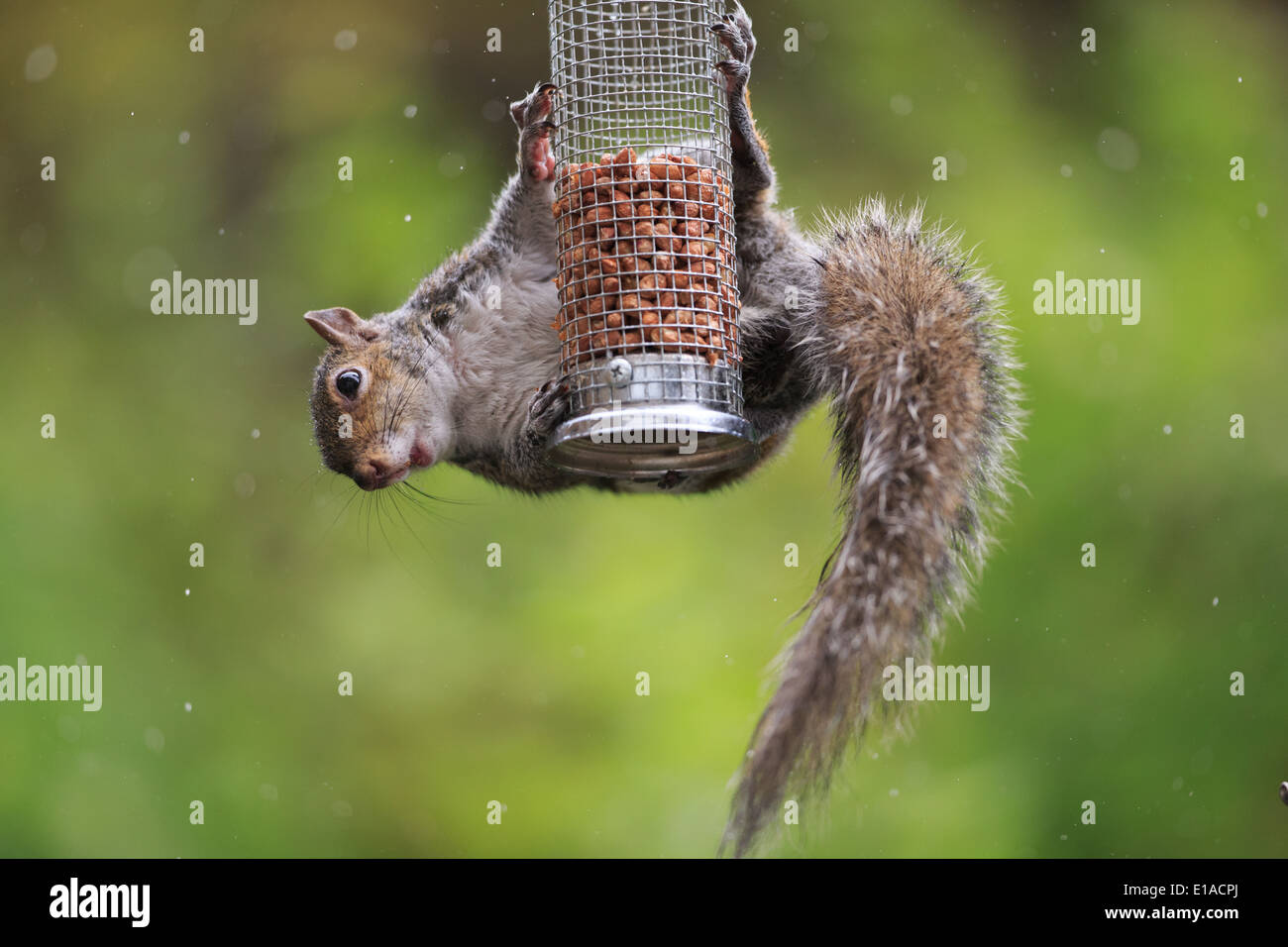 Schwerkraft trotzt Mutter lieben Eichhörnchen unbeeindruckt von Regen Stockfoto