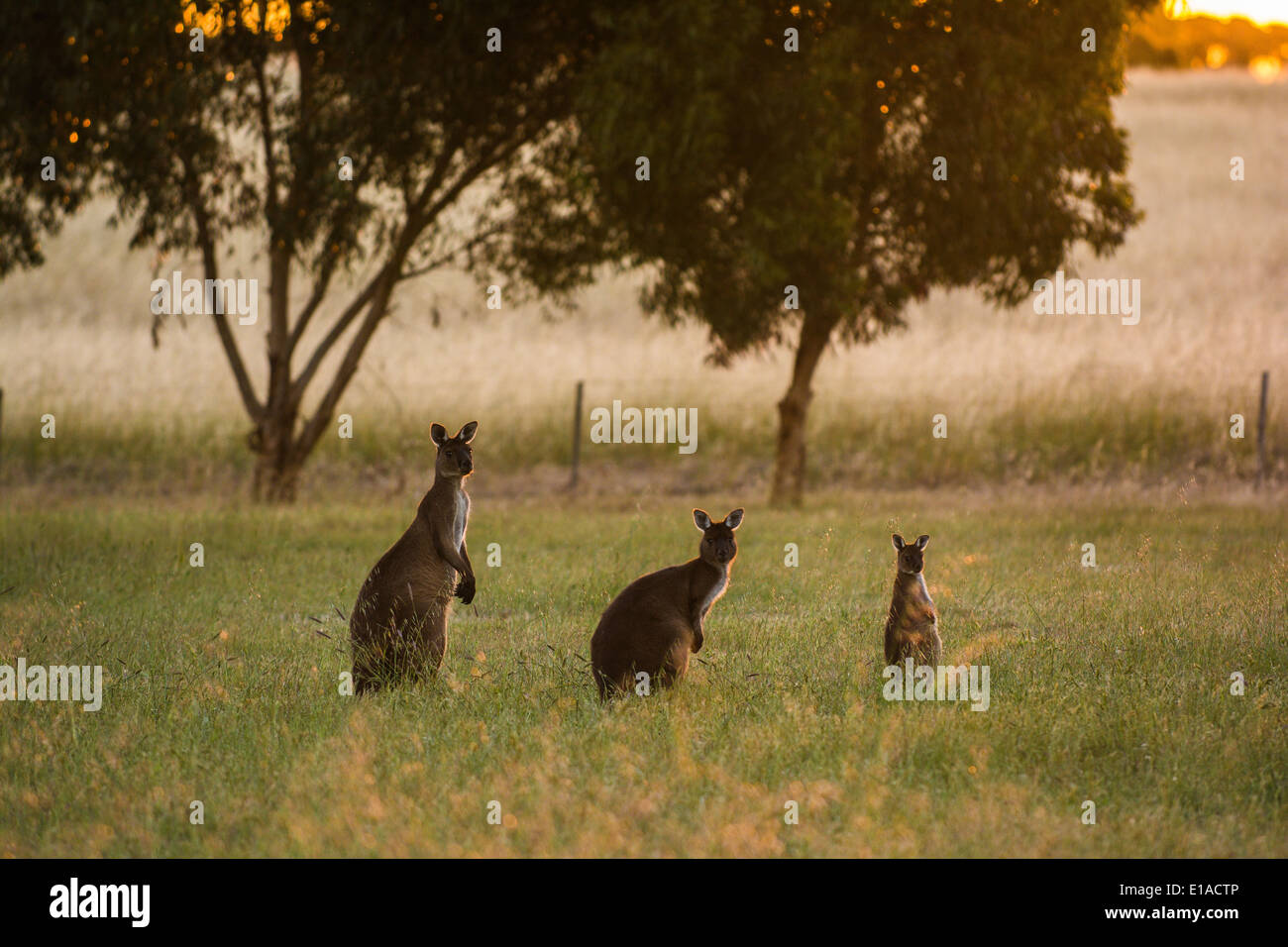 Känguru-Familie, Kingscote, Kangaroo Island, South Australia Stockfoto