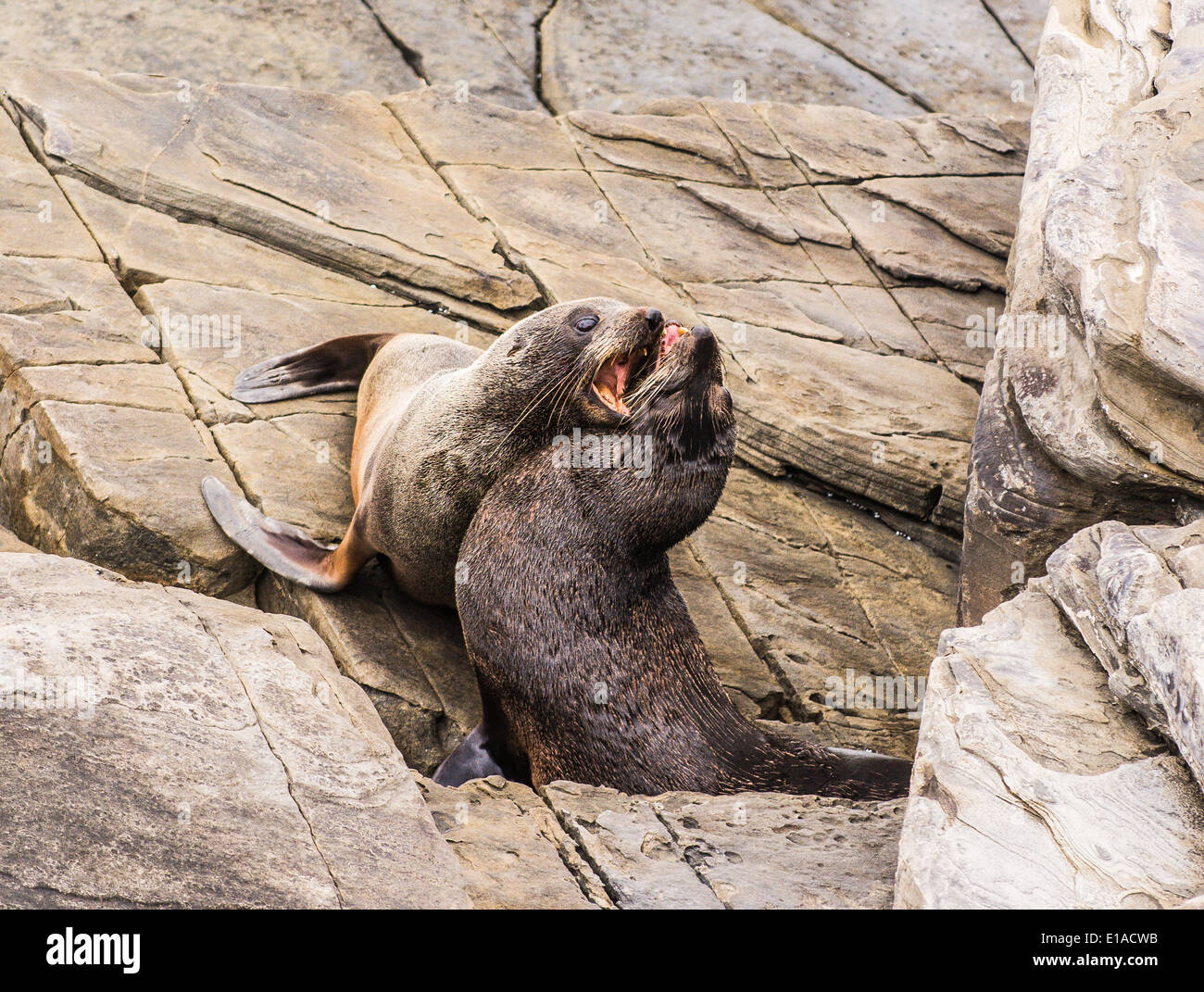 New Zealand Pelzrobben, Cape du geschafft, Flinders Chase Nationalpark, Kangaroo Island, South Australia Stockfoto