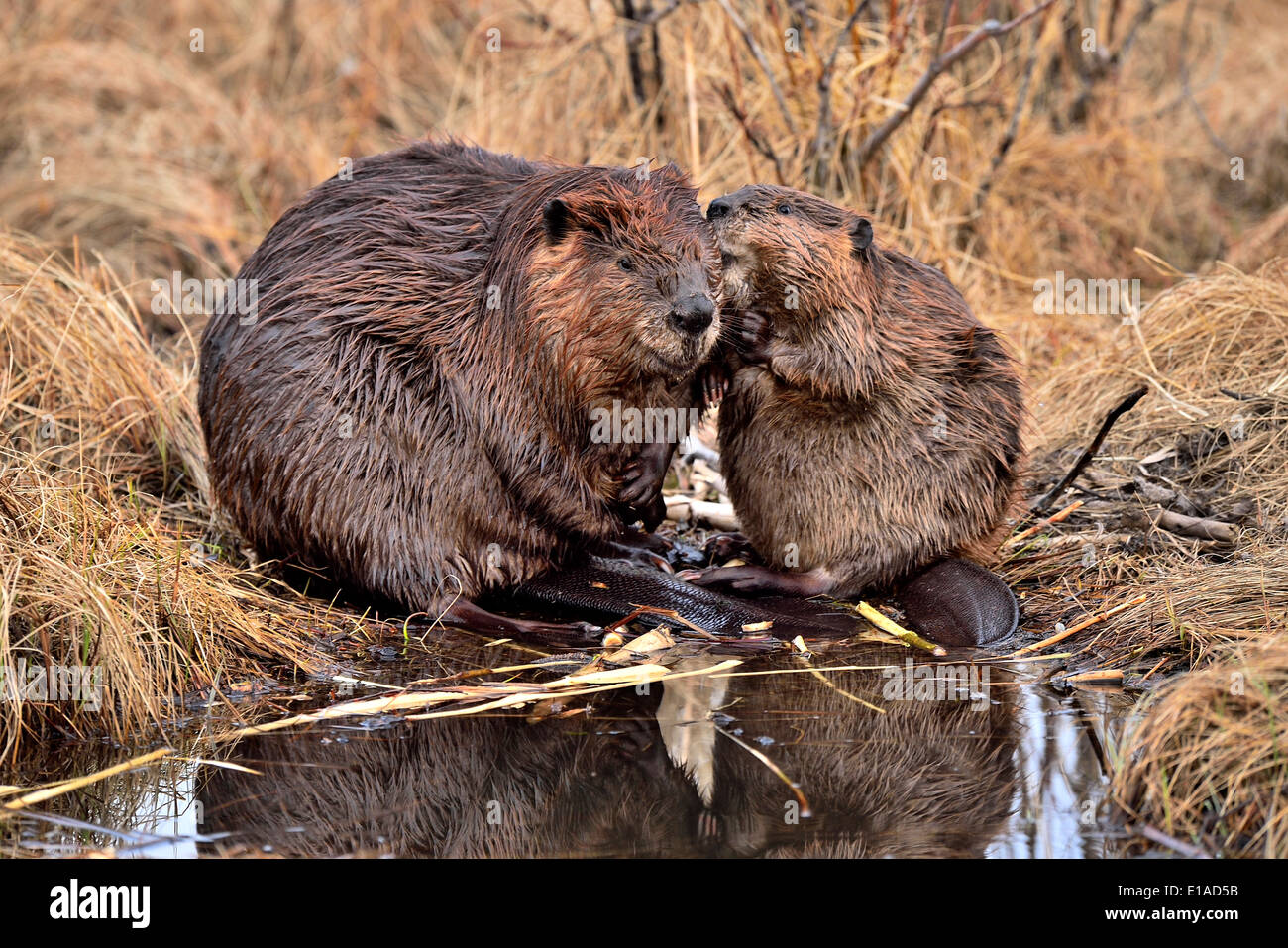 Zwei Biber sitzen auf ihren Teich Pflege und scheinbar miteinander kommunizieren Stockfoto