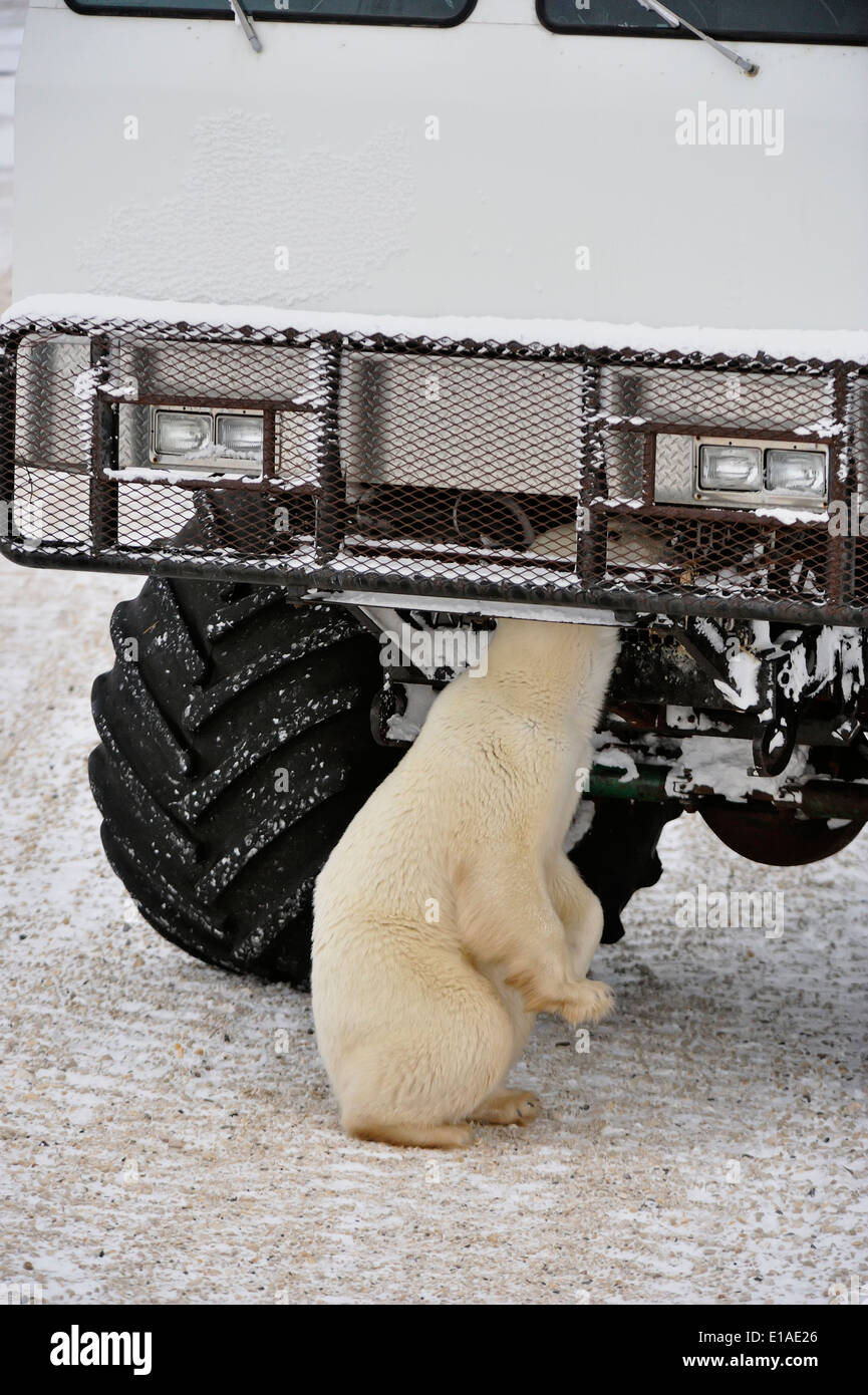 Eisbär (Ursus maritimus) Mutter mit ersten Jahres cub zu Tundra Buggy Fahrzeug komplett mit Bär - sichere Schmierstoffe angezogen Stockfoto