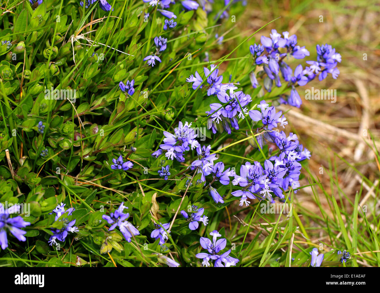 Kreide Kreuzblume Polygala Calcium, Polygalaceae.  Samphire Hoe, Kent, UK Stockfoto