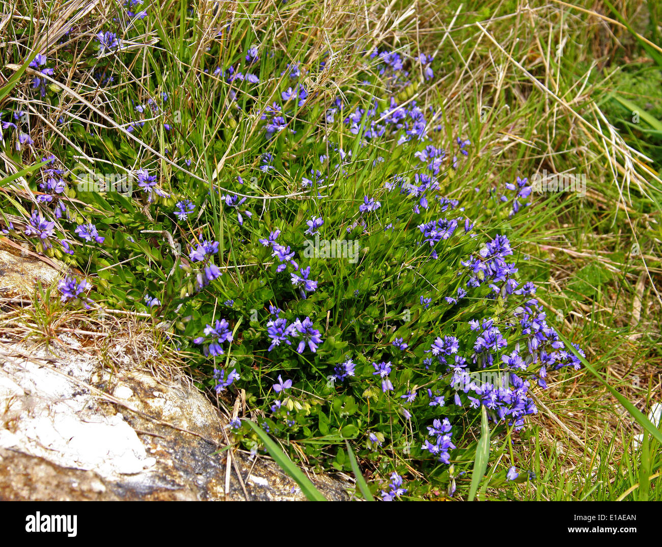 Kreide Kreuzblume Polygala Calcium, Polygalaceae.  Samphire Hoe, Kent, UK Stockfoto