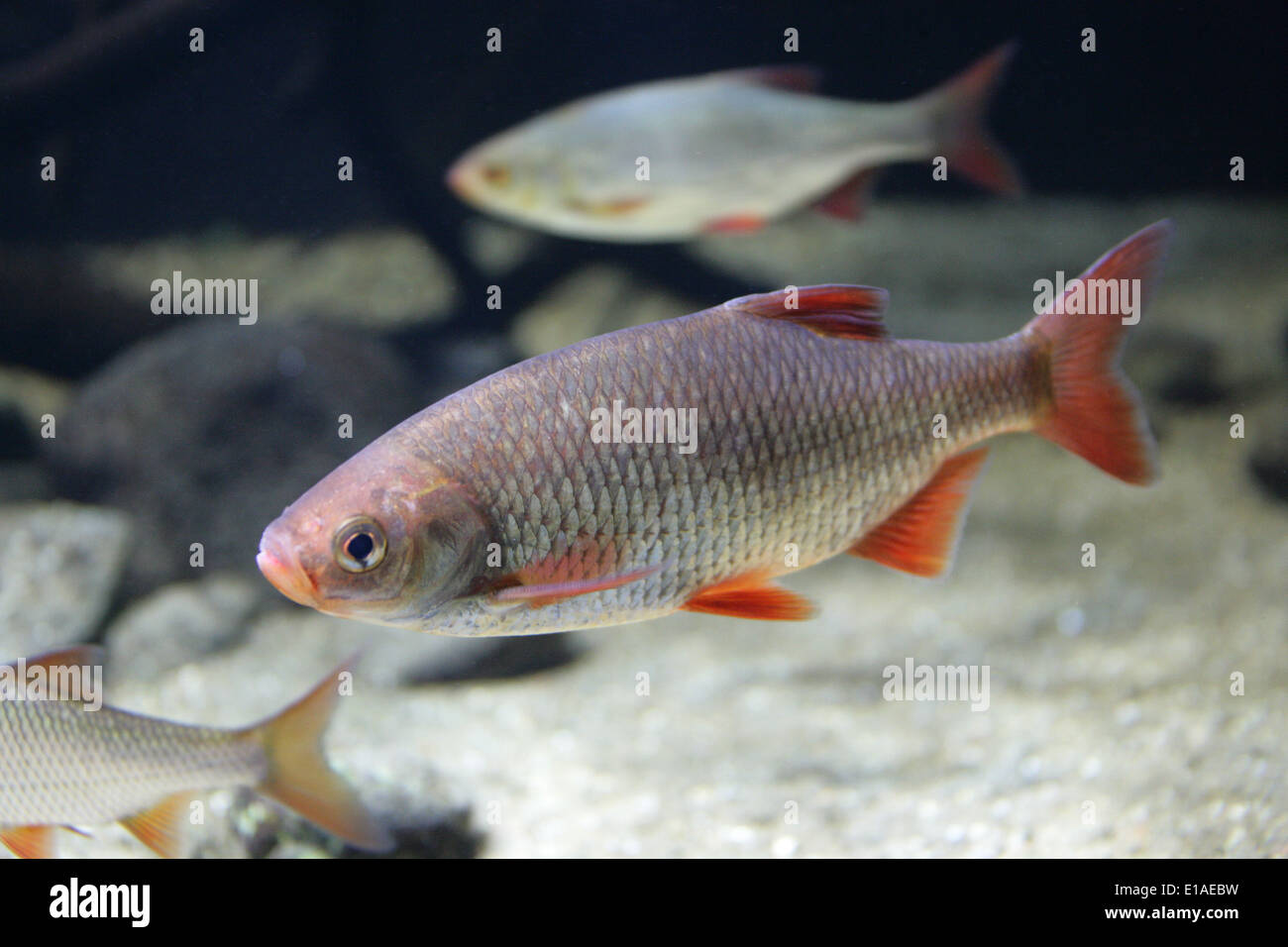 Gemeinsamen Rudd, Scardinius Erythrophthalmus, Karpfenfische. Bentho-pelagische Süßwasserfisch, weit verbreitet in Europa und Mittelasien. Stockfoto