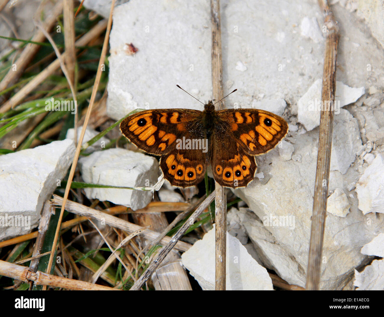 Wand braun Schmetterling, Lasiommata Megera (Pararge Megära), Satyrinae, Nymphalidae, Papilionoidea. Männlich. Stockfoto