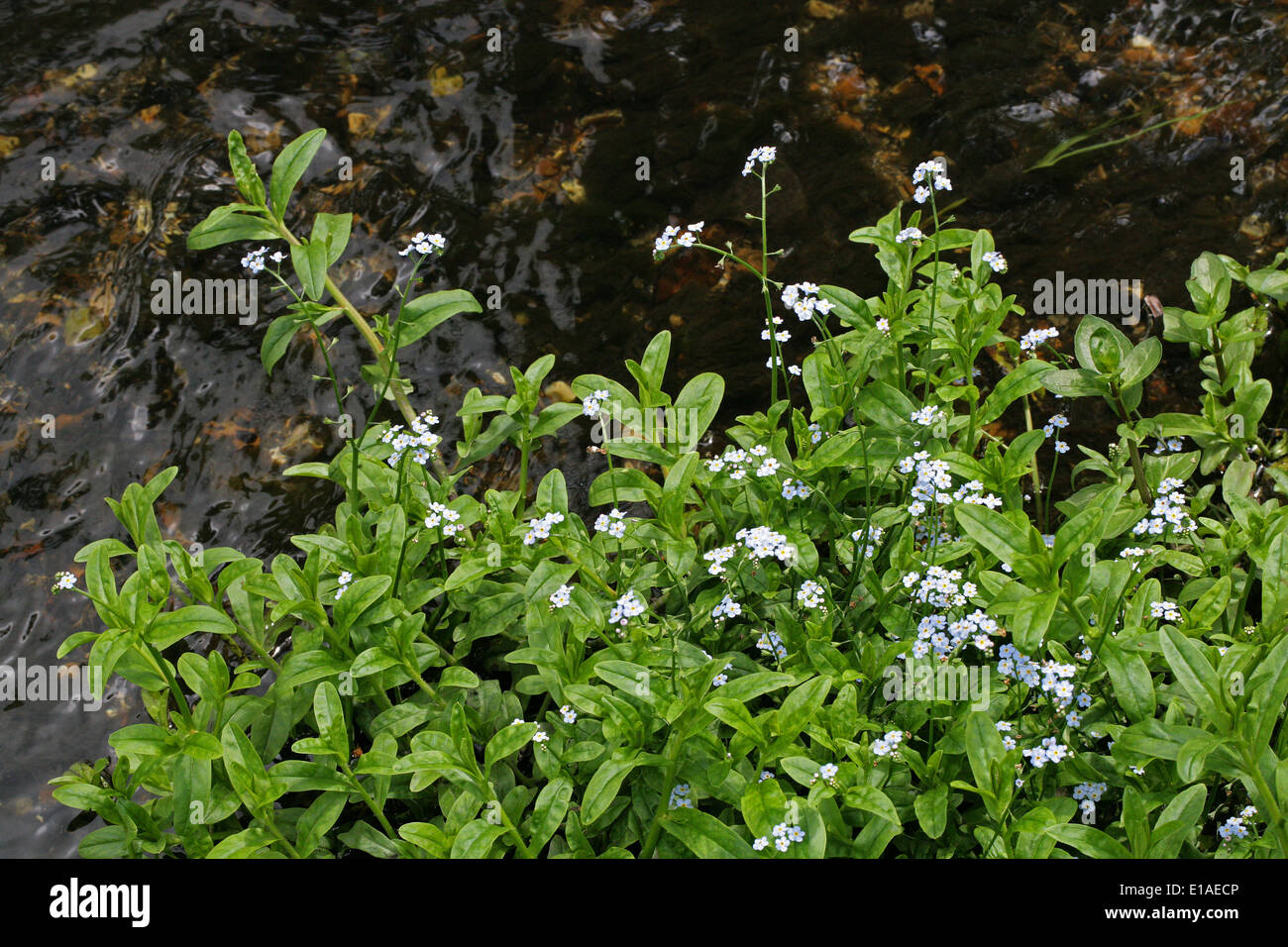 Wasser-Vergissmeinnicht, Myosotis Scorpioides, Boraginaceae Stockfoto