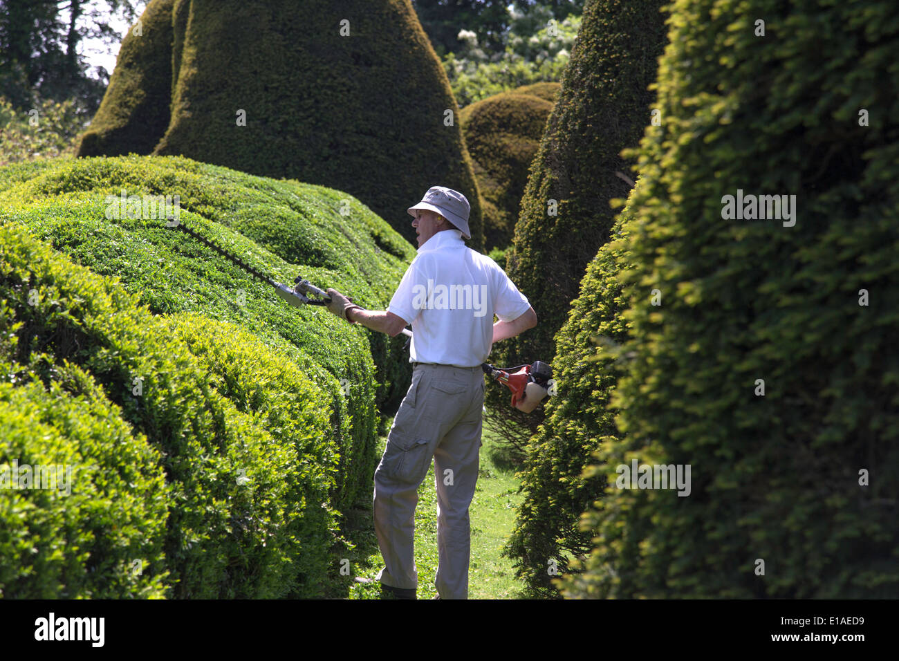 Eibe schneiden -Fotos und -Bildmaterial in hoher Auflsung  Alamy