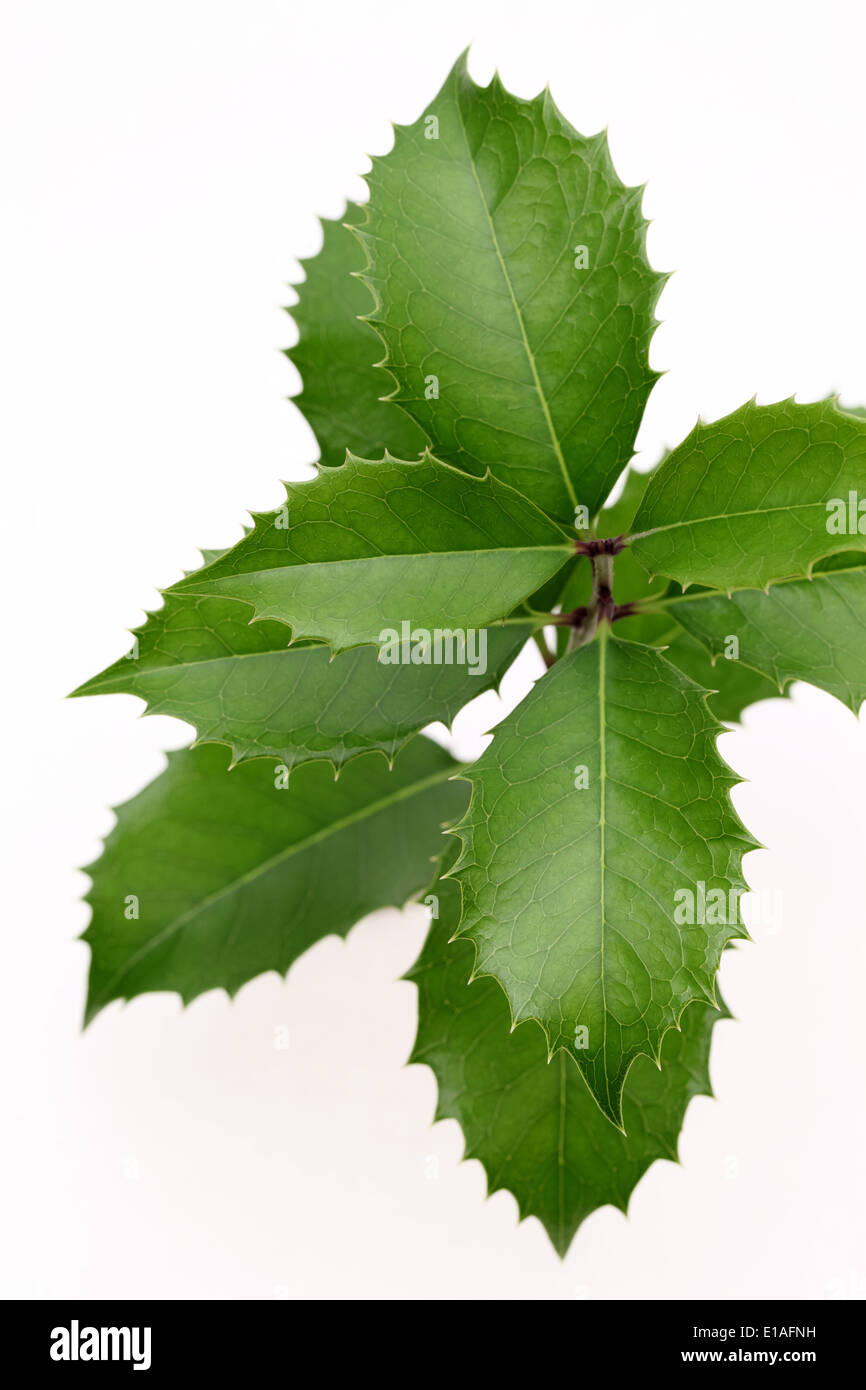 Zweig der Stechpalme auf weißem Hintergrund, hiiragi Stockfoto