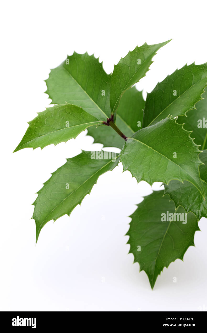 Zweig der Stechpalme auf weißem Hintergrund, hiiragi Stockfoto