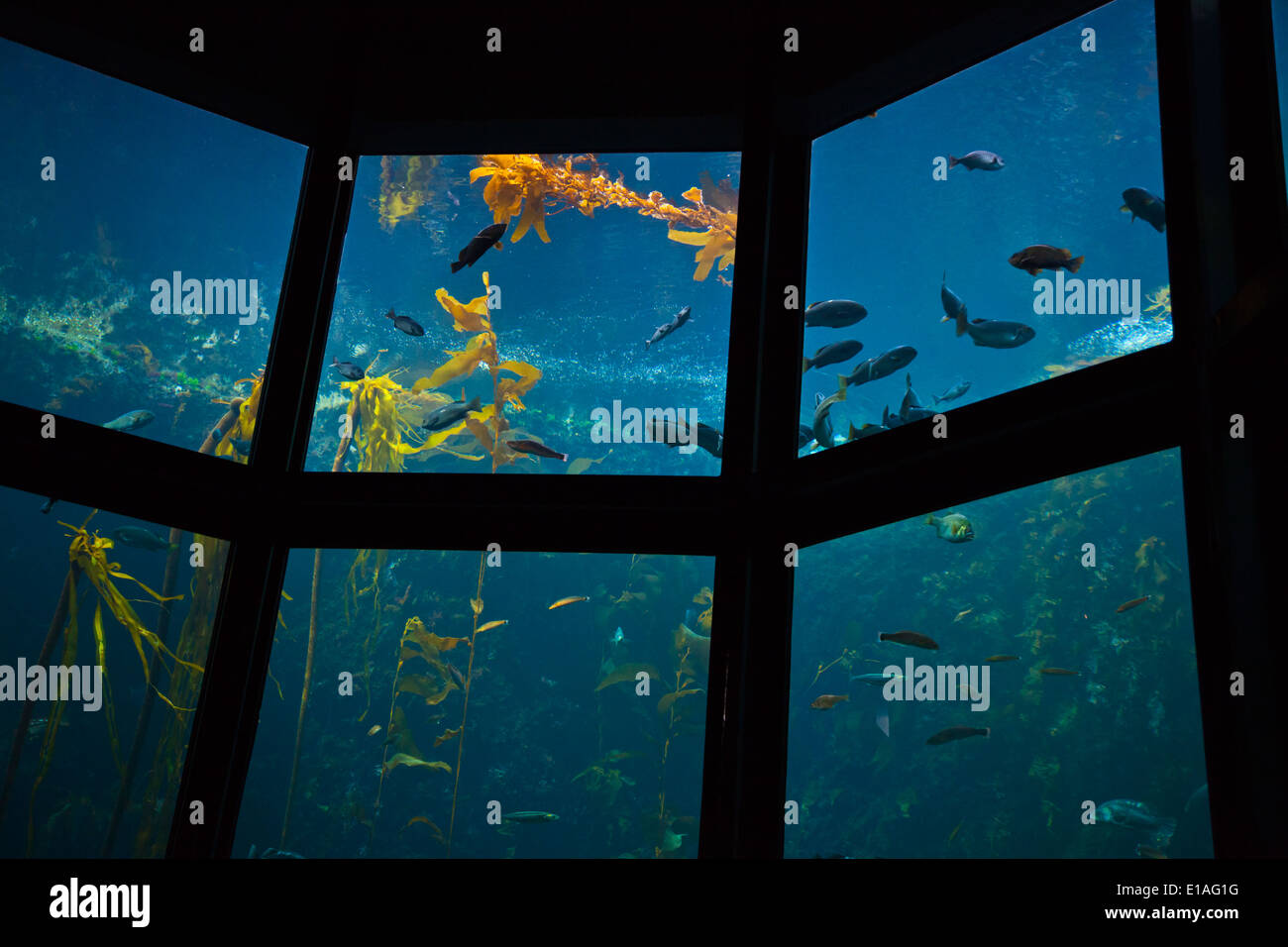 Fische schwimmen in einem KELPWALD im zweitgrößten Tank im MONTEREY BAY AQUARIUM - MONTEREY, Kalifornien Stockfoto