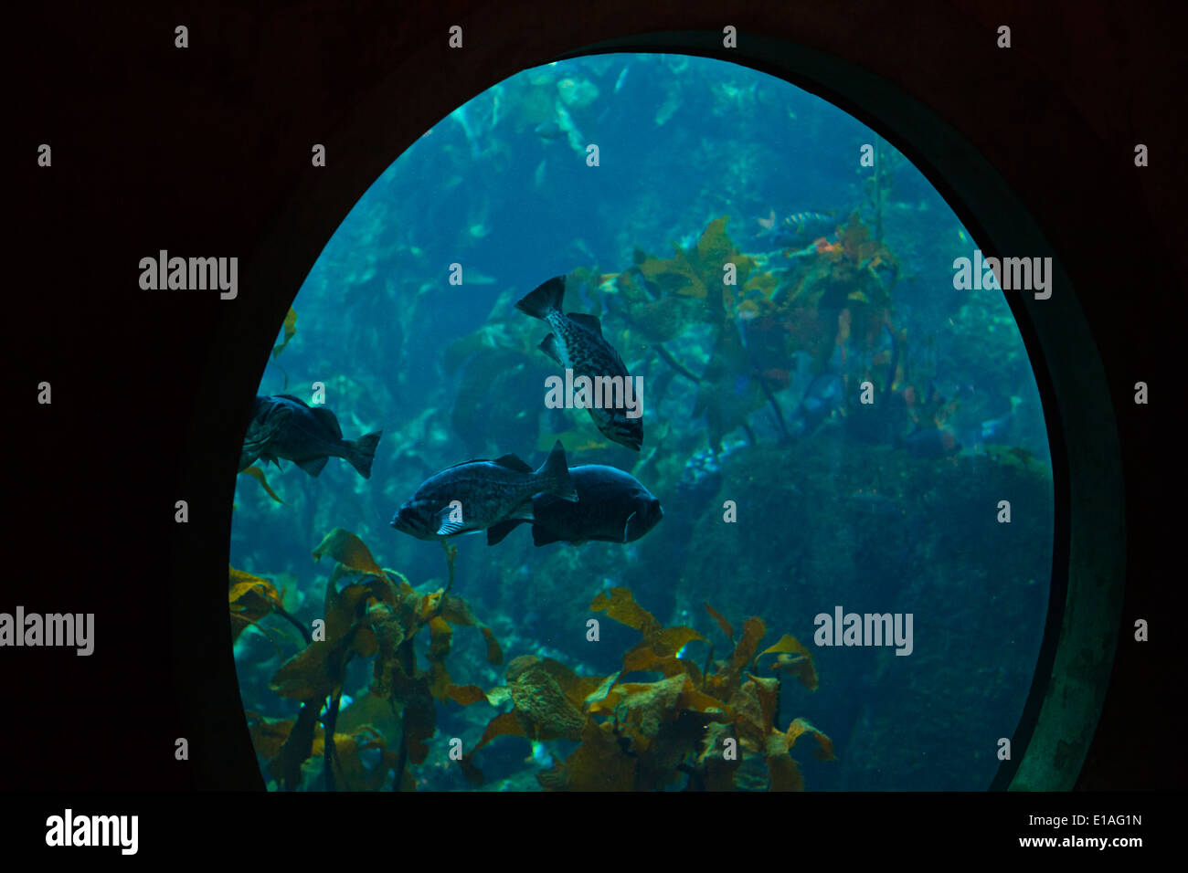 Fische schwimmen in einem KELPWALD im zweitgrößten Tank im MONTEREY BAY AQUARIUM - MONTEREY, Kalifornien Stockfoto