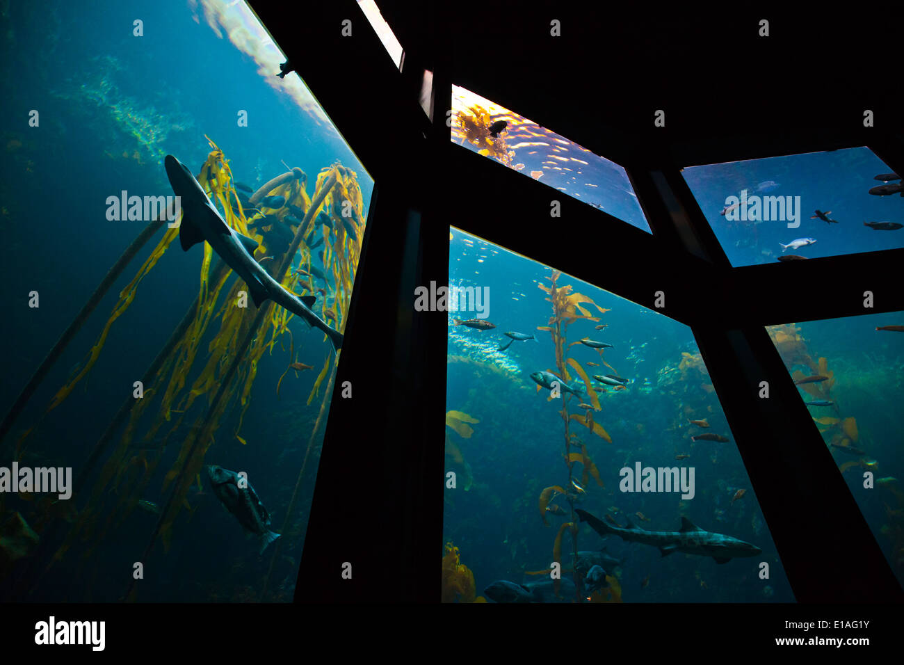 Ein Hai und die Fische schwimmen in einem KELPWALD im zweitgrößten Tank im MONTEREY BAY AQUARIUM - MONTEREY, Kalifornien Stockfoto