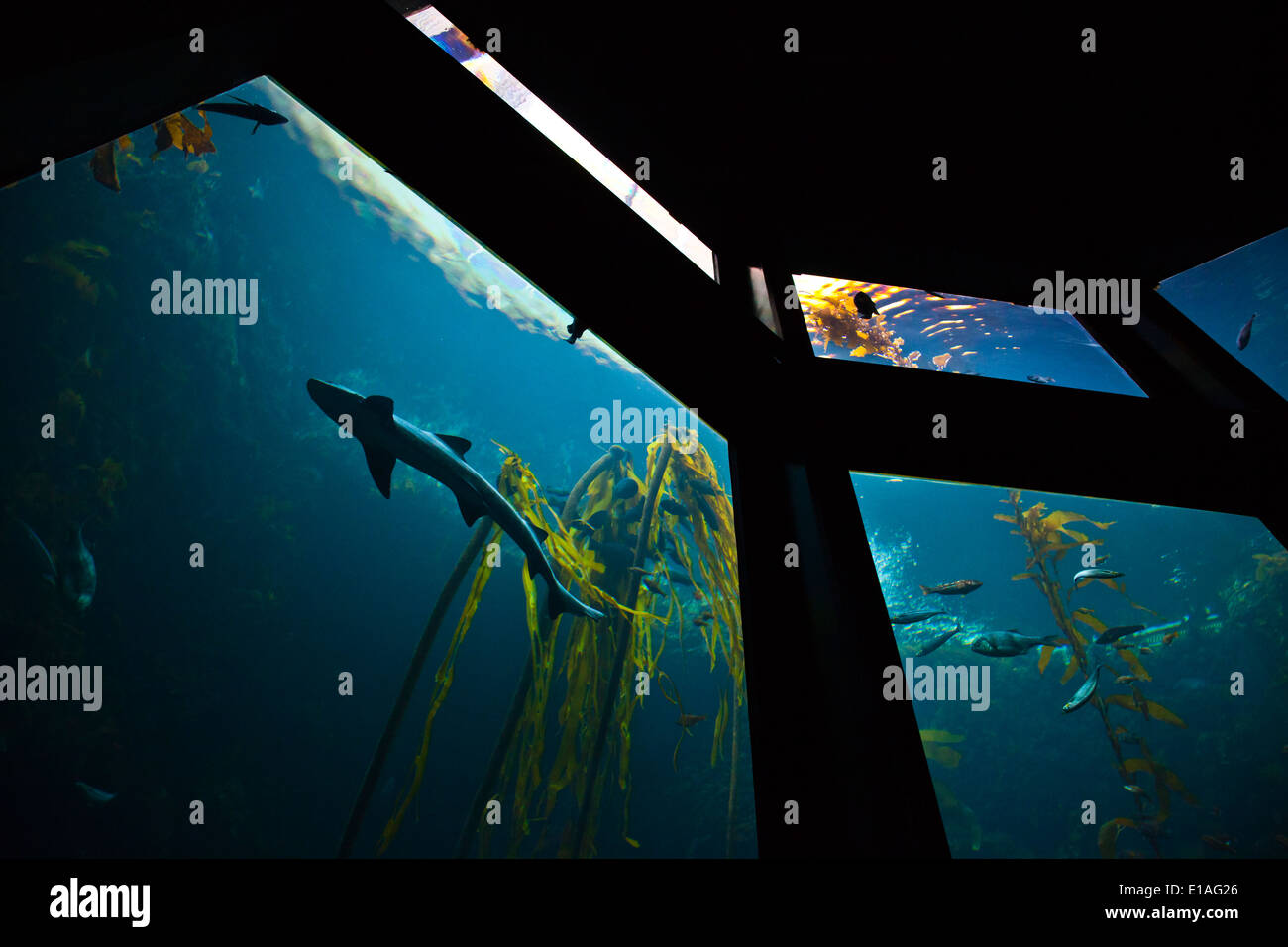 Ein Hai und die Fische schwimmen in einem KELPWALD im zweitgrößten Tank im MONTEREY BAY AQUARIUM - MONTEREY, Kalifornien Stockfoto