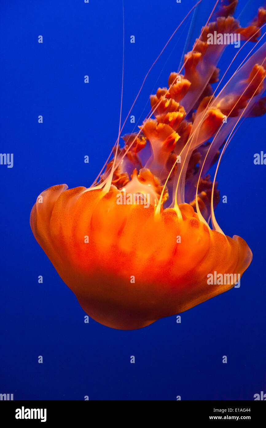 Meer BRENNNESSEL Quallen auf dem Display an das MONTEREY BAY AQUARIUM - MONTEREY, Kalifornien Stockfoto