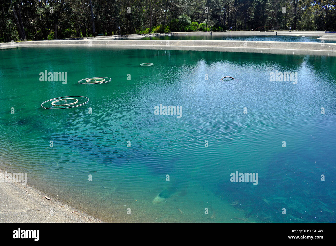 Fliegen Sie Casting-Pools, Golden Gate Park, San Francisco Stockfoto