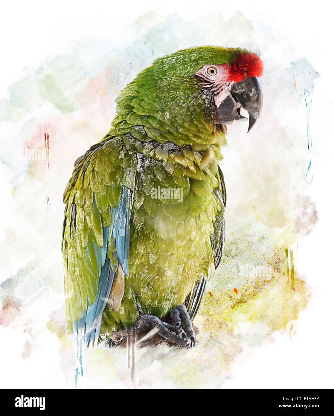 WatercolorGreen Papagei Image.Digital Malerei Stockfoto