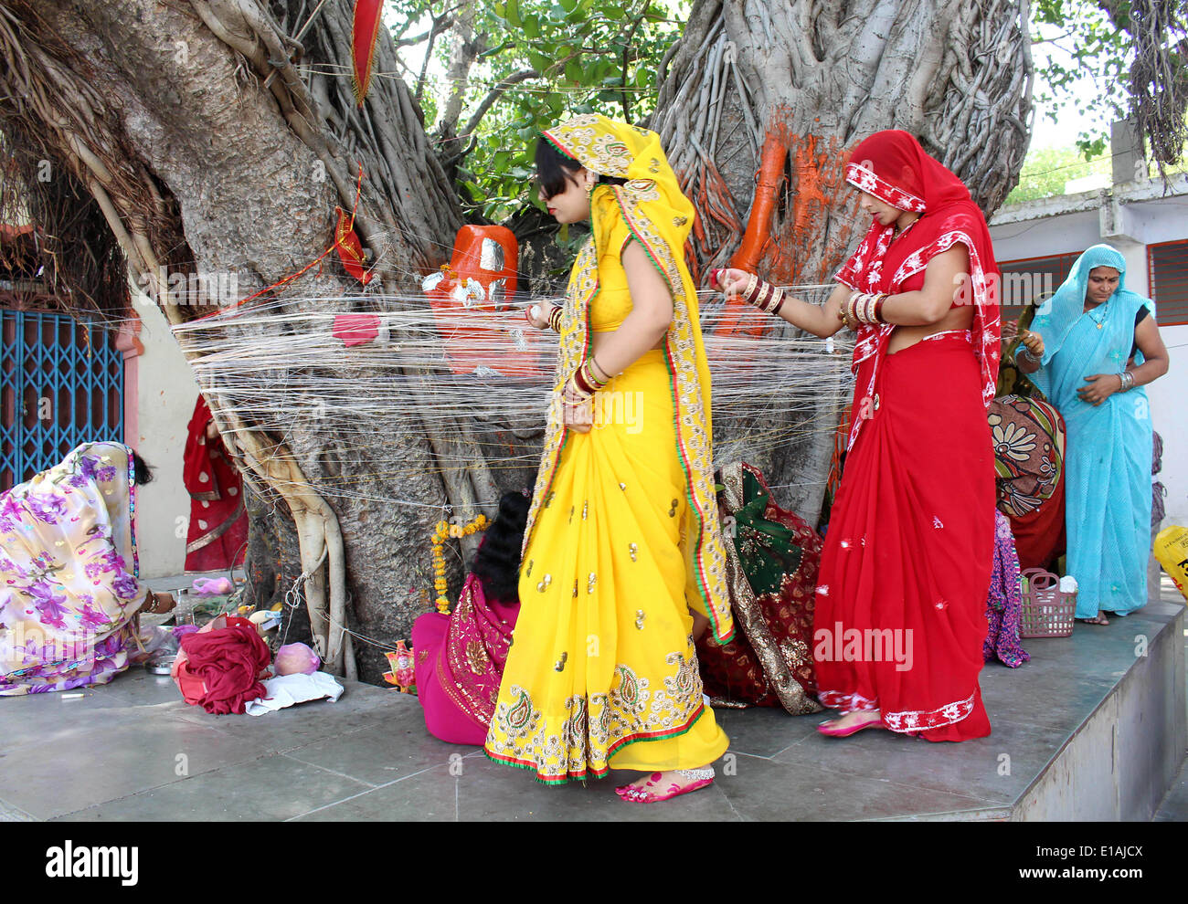 Bhopal, Indien. 28. Mai 2014. Hindu-Frauen Heiligen Faden und Gebete zu einem Banyanbaum anlässlich der Mehrwertsteuer Savitri Puja in Bhopal, Indien, 28. Mai 2014 anbieten. Religiöse Rituale wie unter mehrere Runden um einen Banyanbaum binden ein heiliges Gewinde werden von Fasten verheiratete Frauen für die Gesundheit und Langlebigkeit ihrer Ehemänner beobachtet. Bildnachweis: Stringer/Xinhua/Alamy Live-Nachrichten Stockfoto