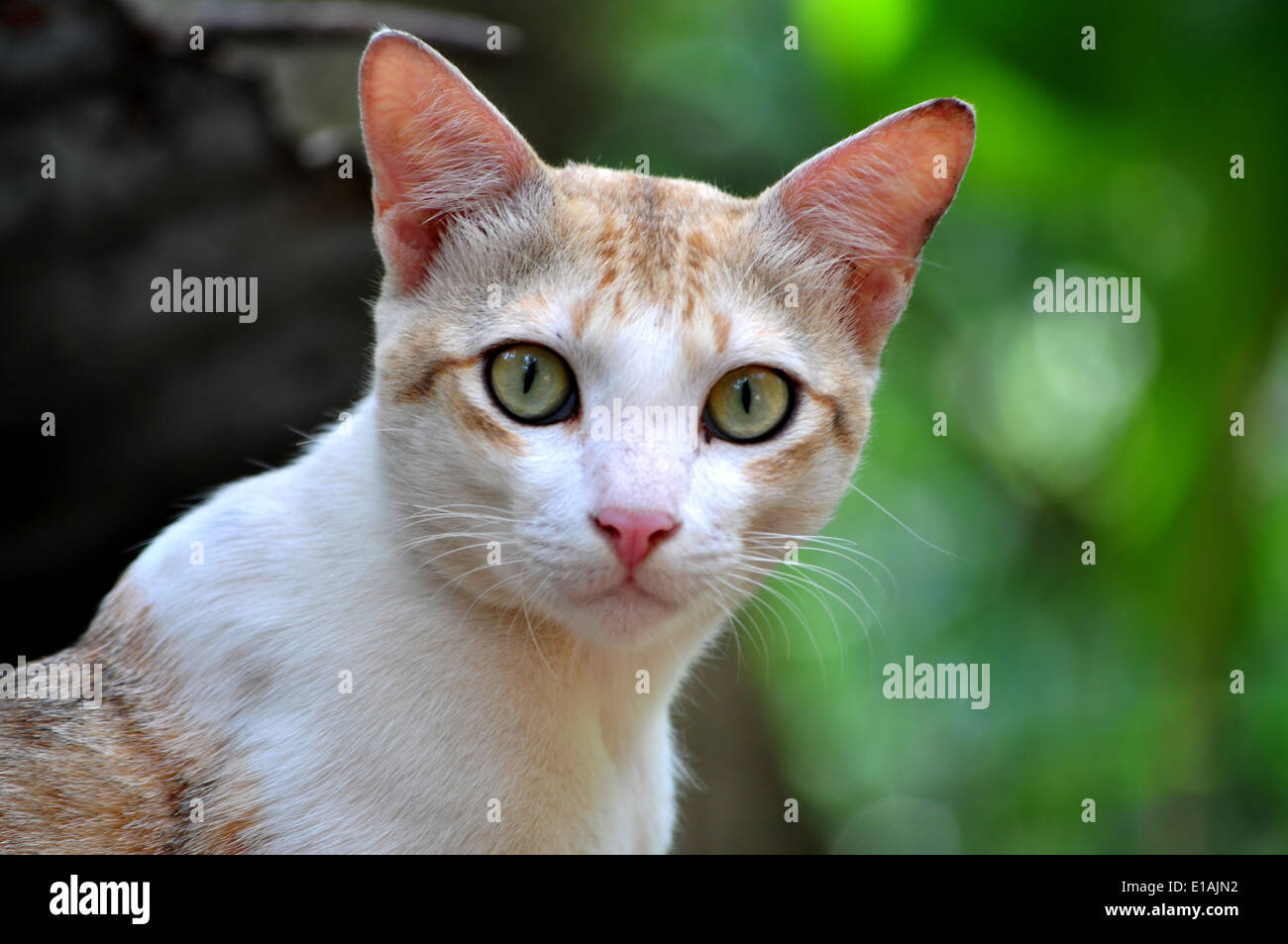 Katze, scharf, sehen Sie, "look Fett", "bold and beautiful", anger, Killer, Tier, Porträt, weiß, Lächeln, Haar, niedlich, behaart, freundlich Stockfoto