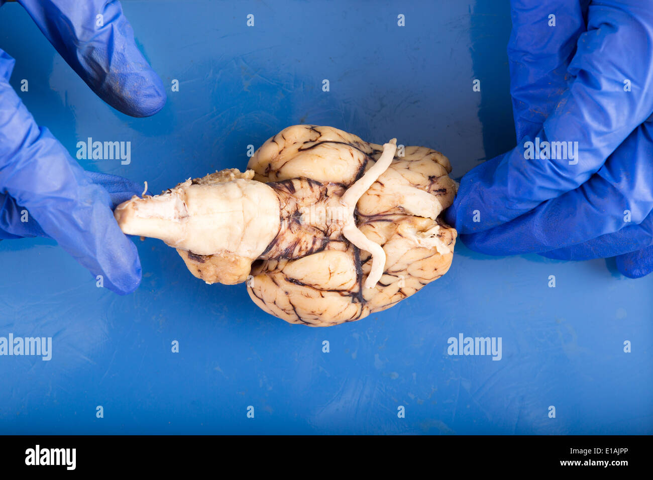 Physiologie-Student sezieren ein Kuh-Gehirn-Diplaying der Unterseite des Organs mit dem Hirnstamm, optischen Nerven und olfaktorischen Stockfoto