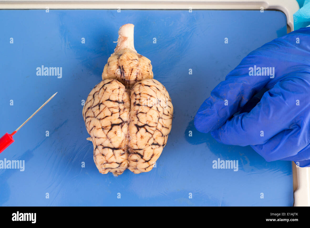 Ganze Kuh Gehirn von oben zeigen die beiden Hemisphären gesehen und der Hirnstamm als es liegt auf dem Seziertisch ein patholog Stockfoto