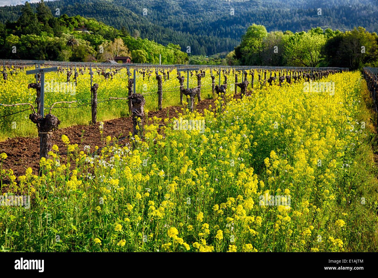 Gelben Senf blühen zwischen Reihen von alten Reben, Calistoga, Napa Valley, Kalifornien Stockfoto
