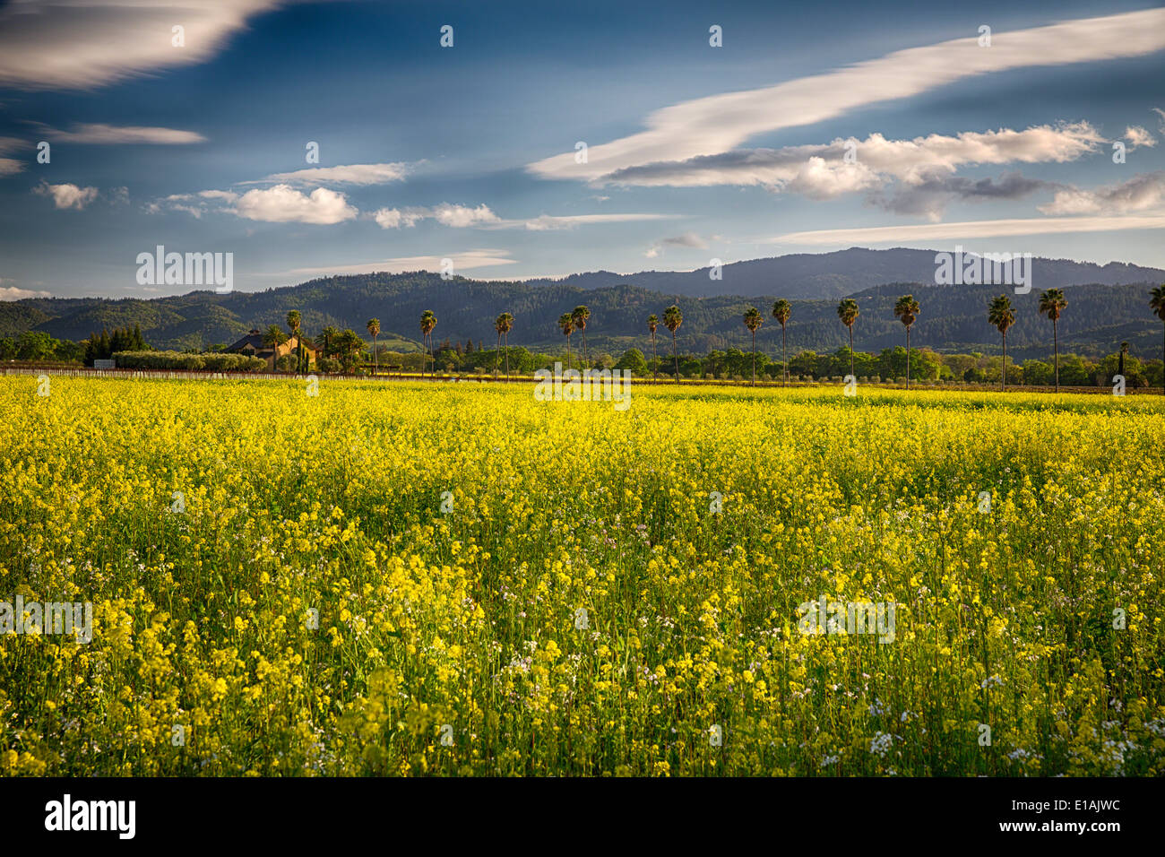 Napa Valley Spring Vista mit blühenden Gelbsenf und Palmen, Rutherford, Kalifornien Stockfoto