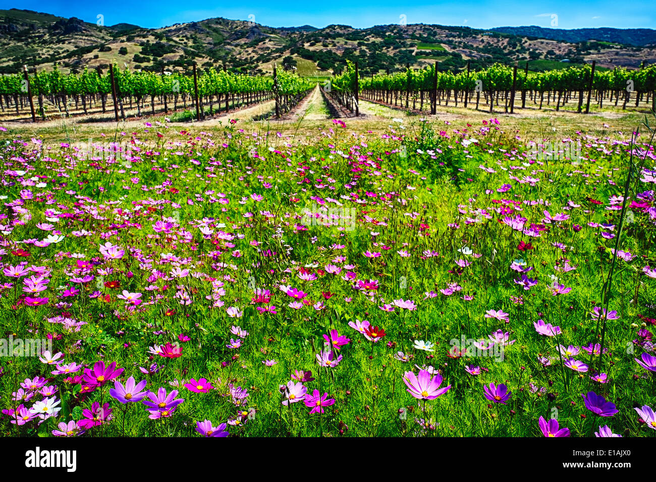 Niedrigen Winkel Ansicht von Wildblumenwiese und Reihe von Weinreben, Napa Valley, Kalifornien Stockfoto