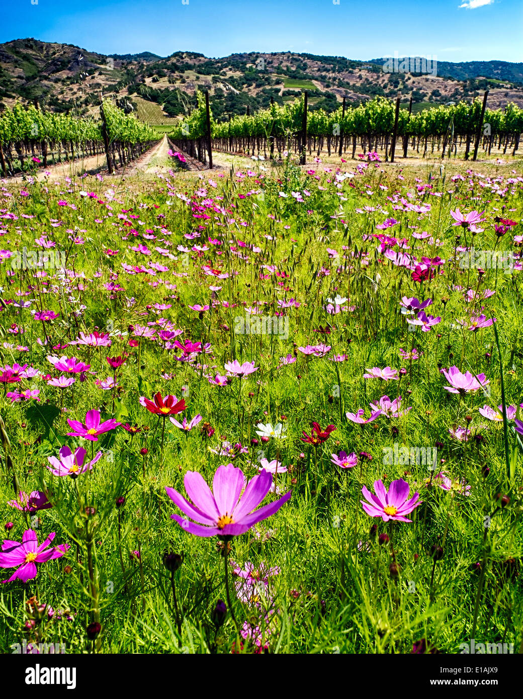 Wildblumenwiese und Zeile der Weinreben, Napa Valley, Kalifornien Stockfoto