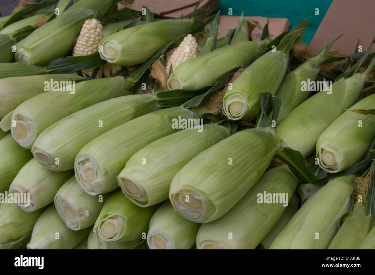 Zuckermais zum Verkauf an den örtlichen Bauernmarkt in Monterey, Kalifornien. Stockfoto