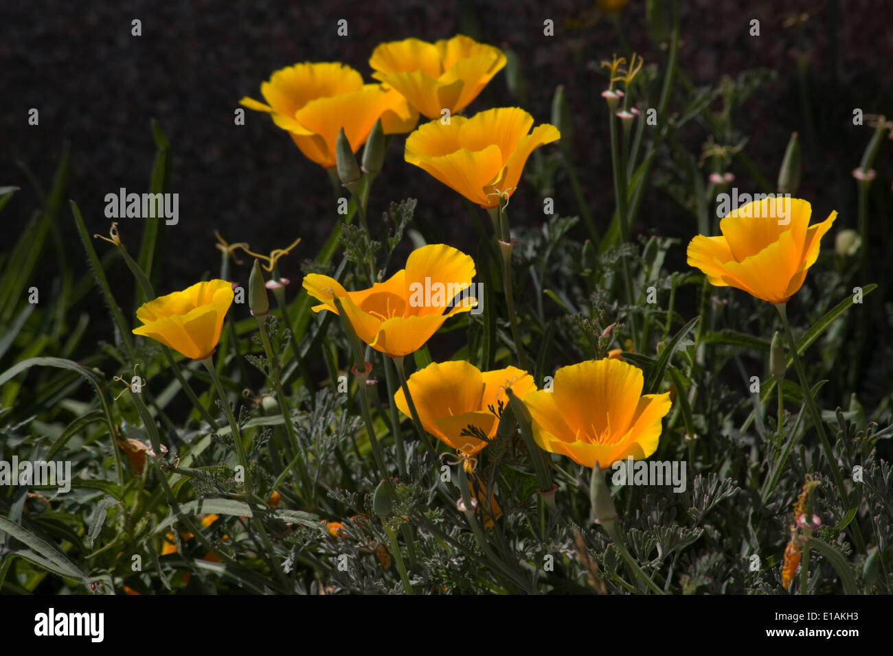 California Mohnblumen auf einem Friedhof in San Juan Bautista, Kalifornien. Stockfoto